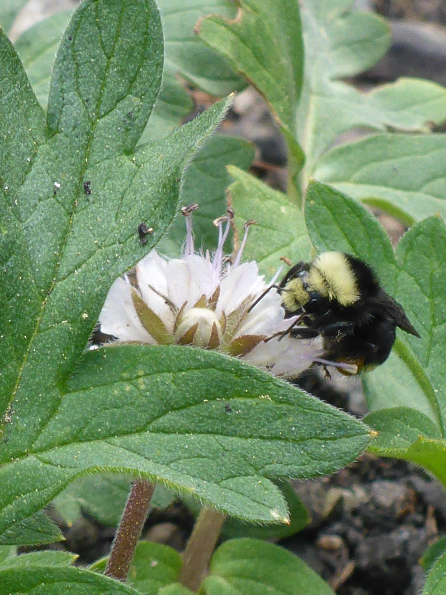 Western waterleaf and bumblebee. D. Burk.