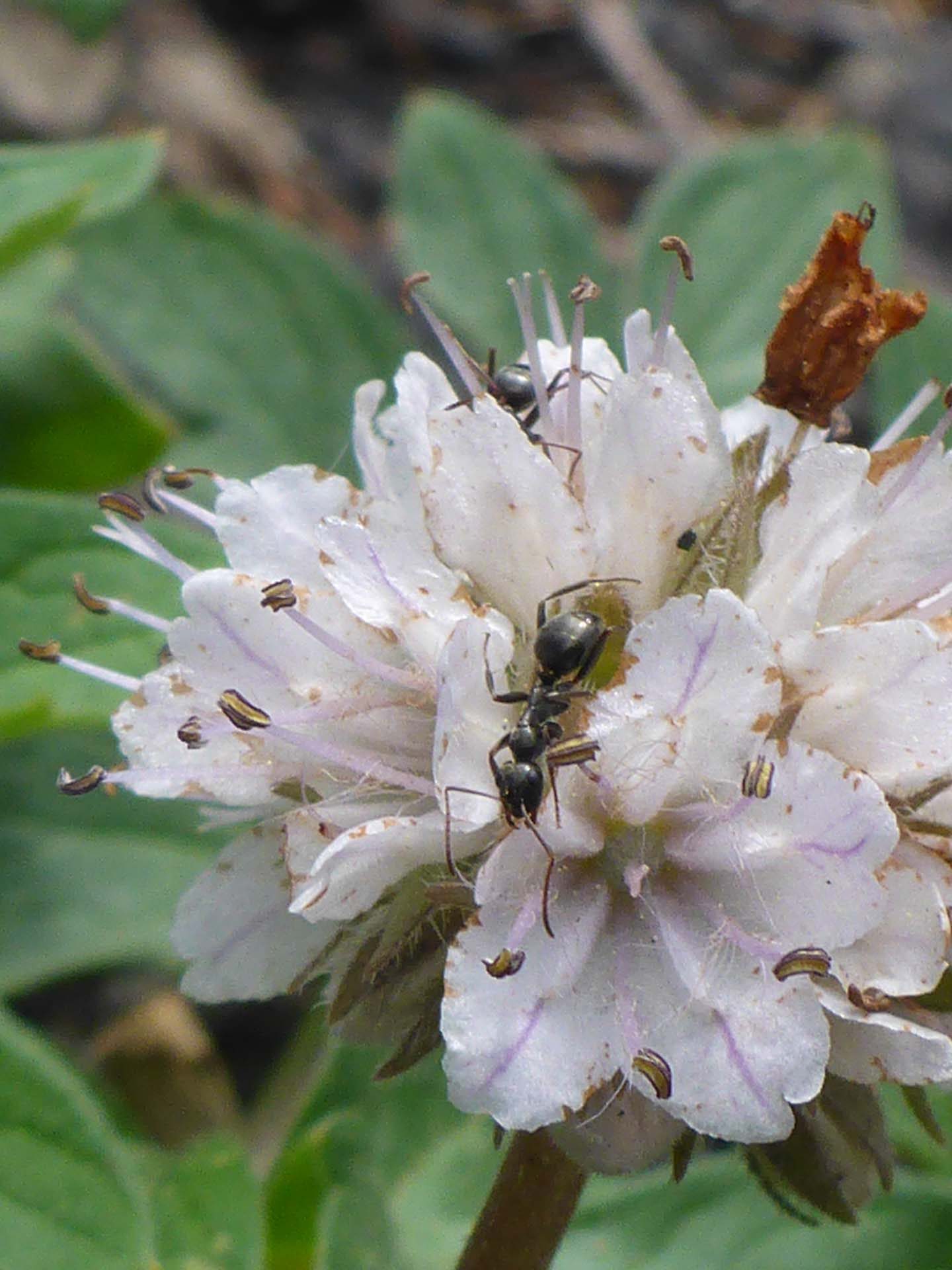 Westrn waterleaf close-up. D. Burk.