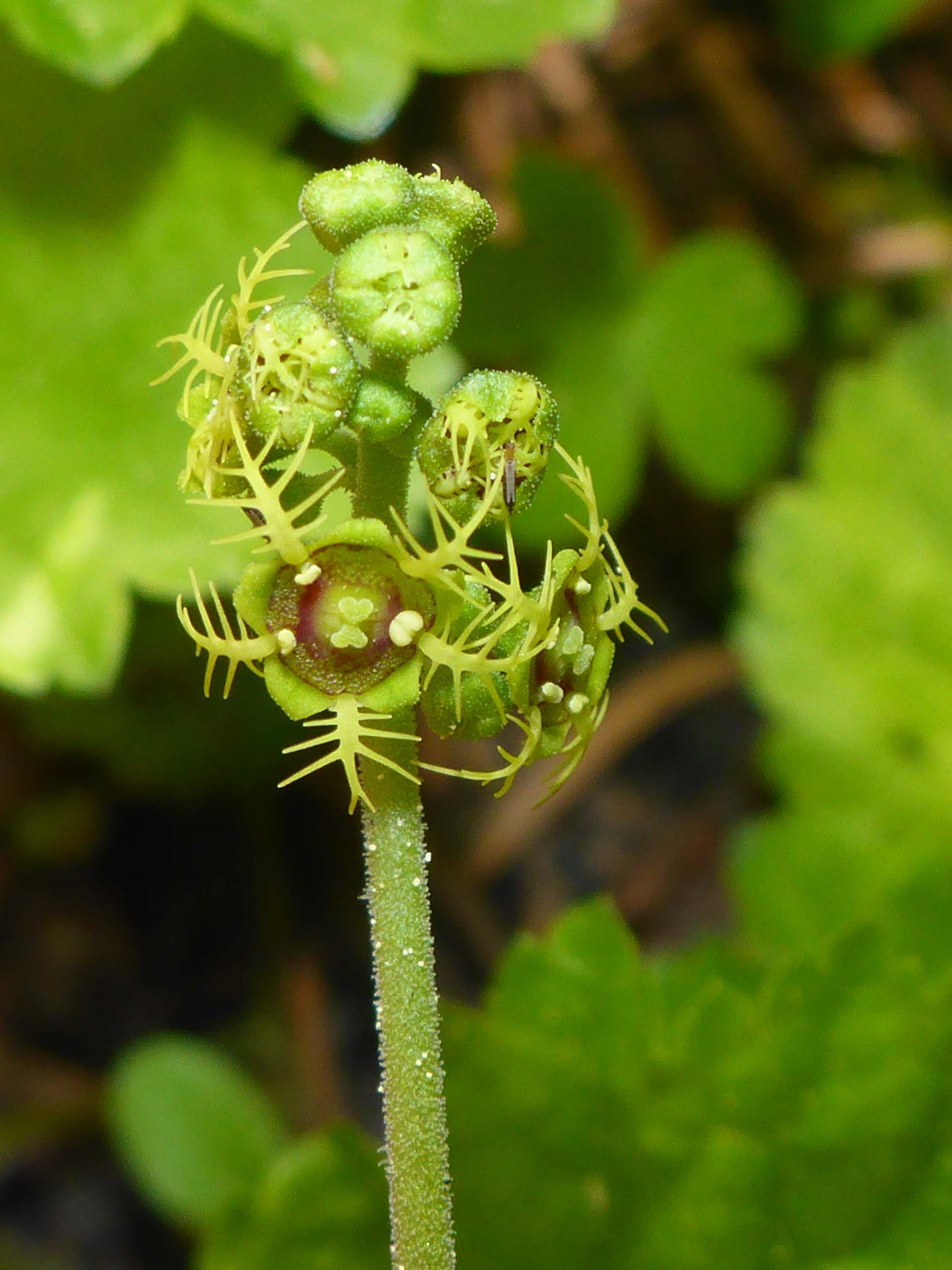 Alpine mitrewort close-up. D. Burk.