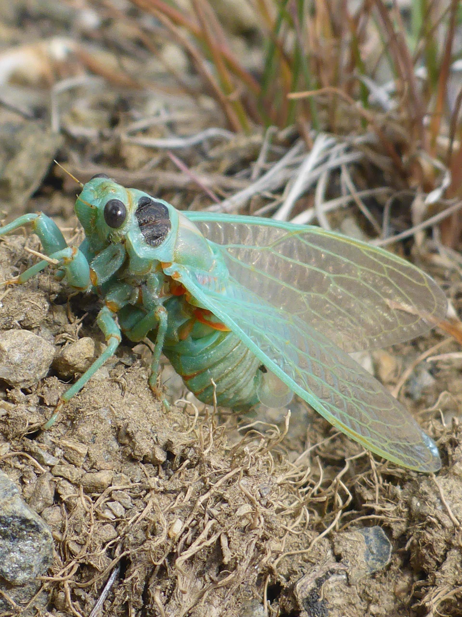 Cicada. D. Burk.