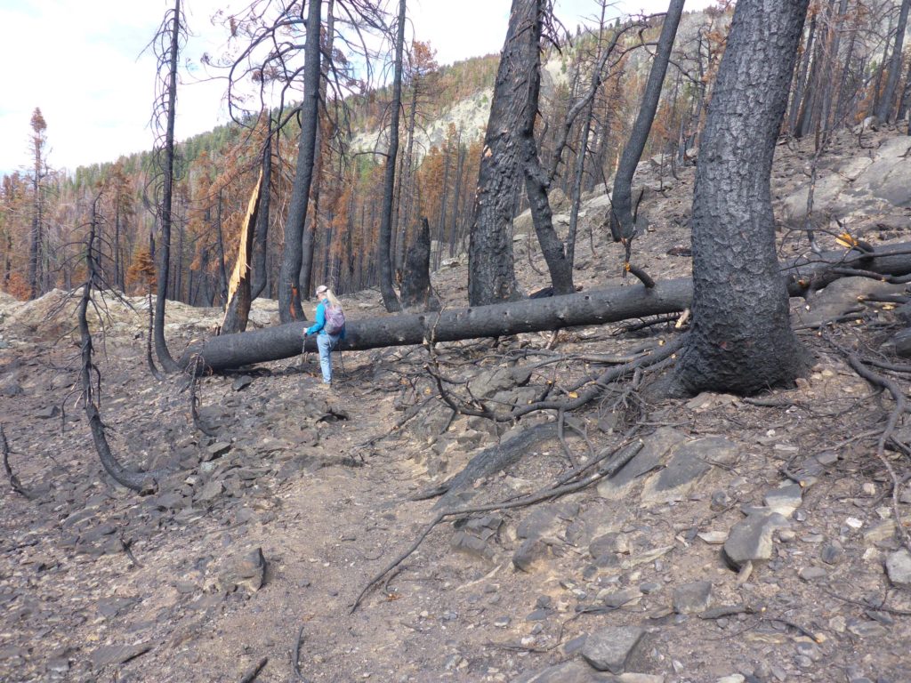 Most severely burned trail section. D. Burk.
