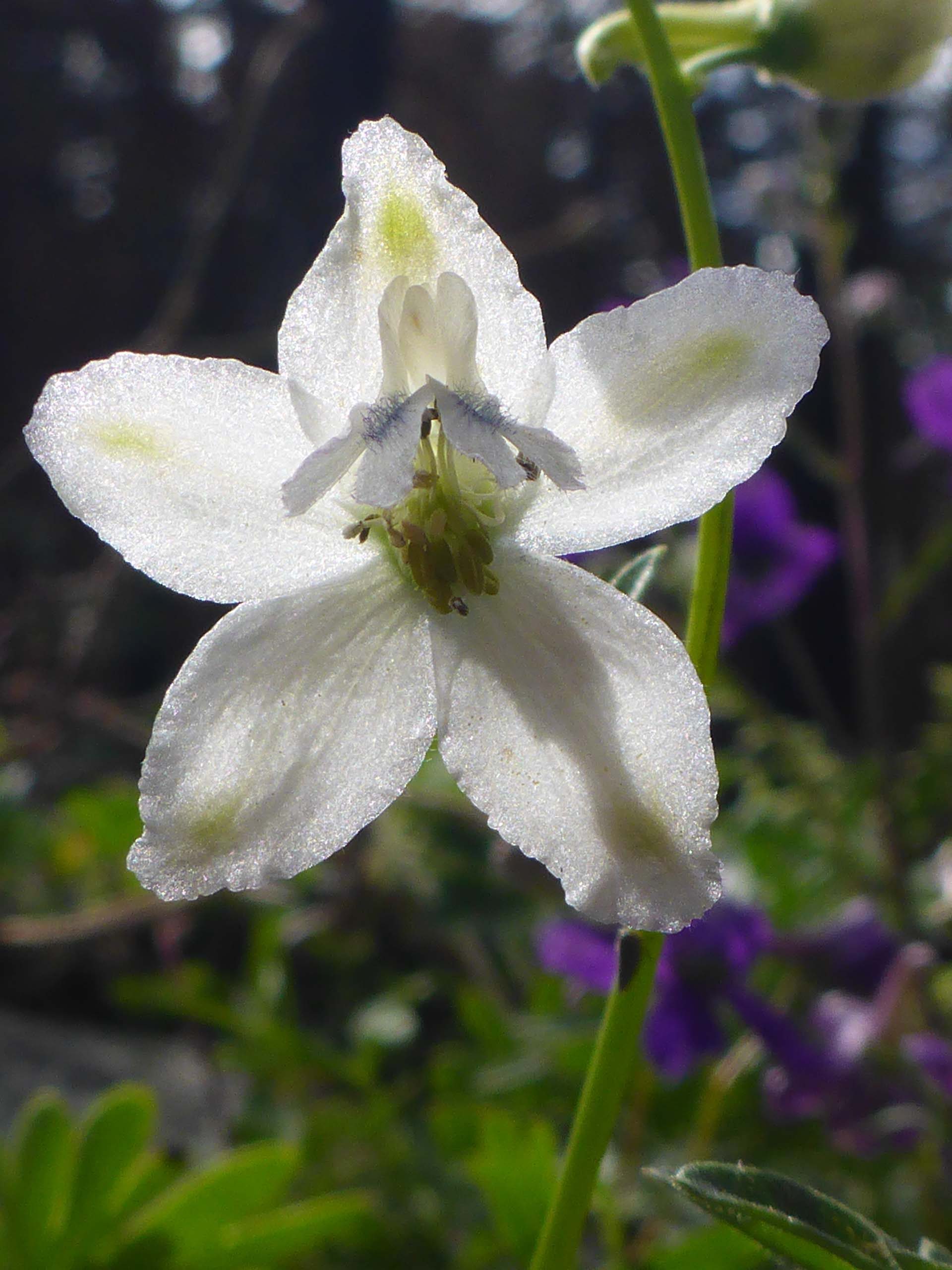 Albino Nutall's larkspur. D Burk.