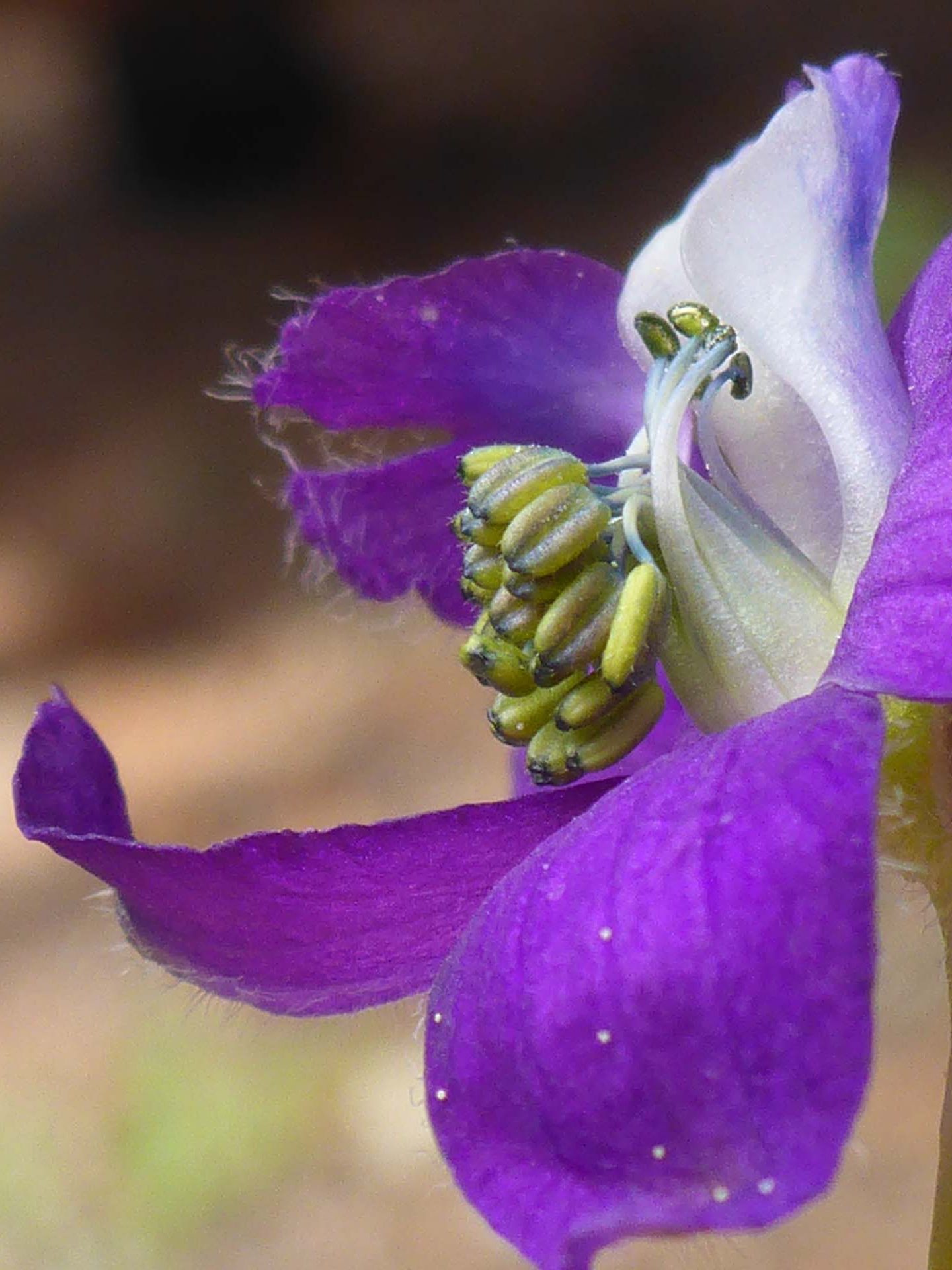 Nuttall's larkspur, partially dissected, close-up. D. Burk.