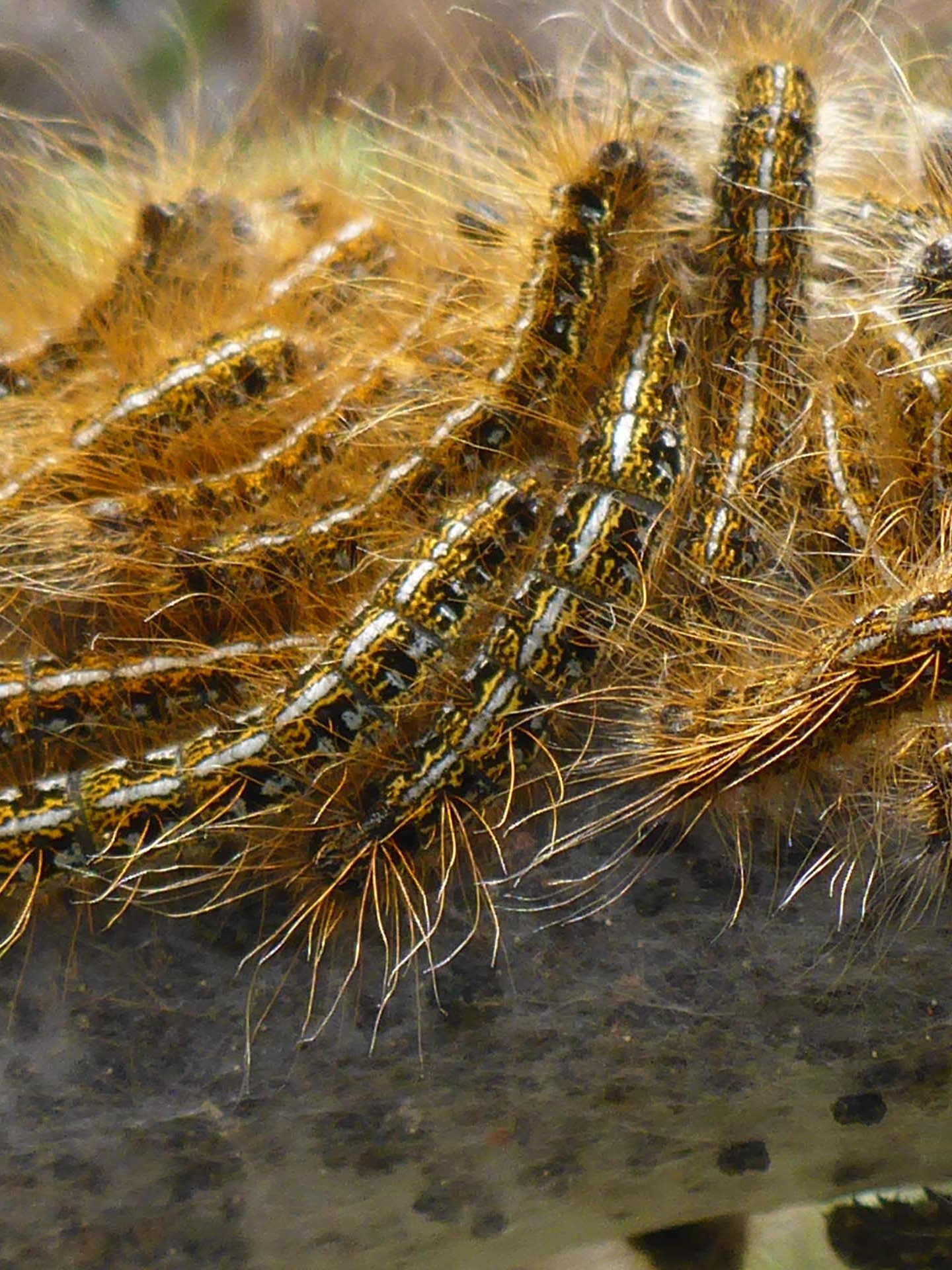Western tent caterpillars close-up. D. Burk.