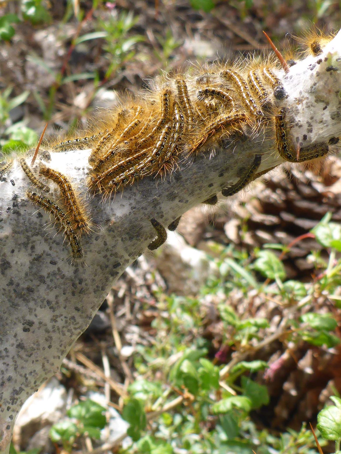 Western tent caterpillars. D. Burk.