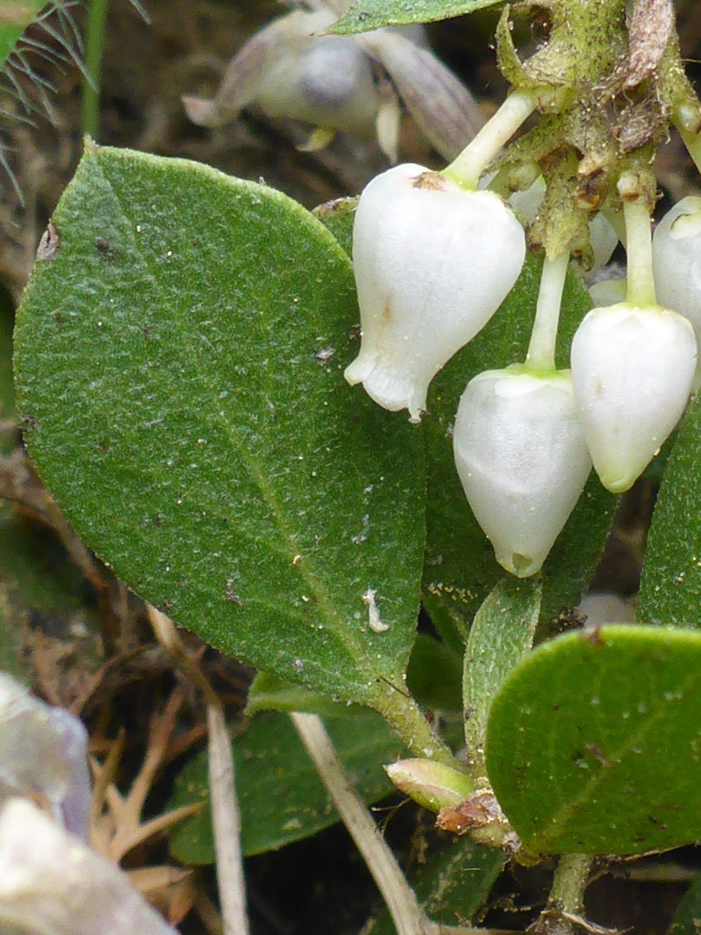 Pinemat manzanita close-up. D. Burk.