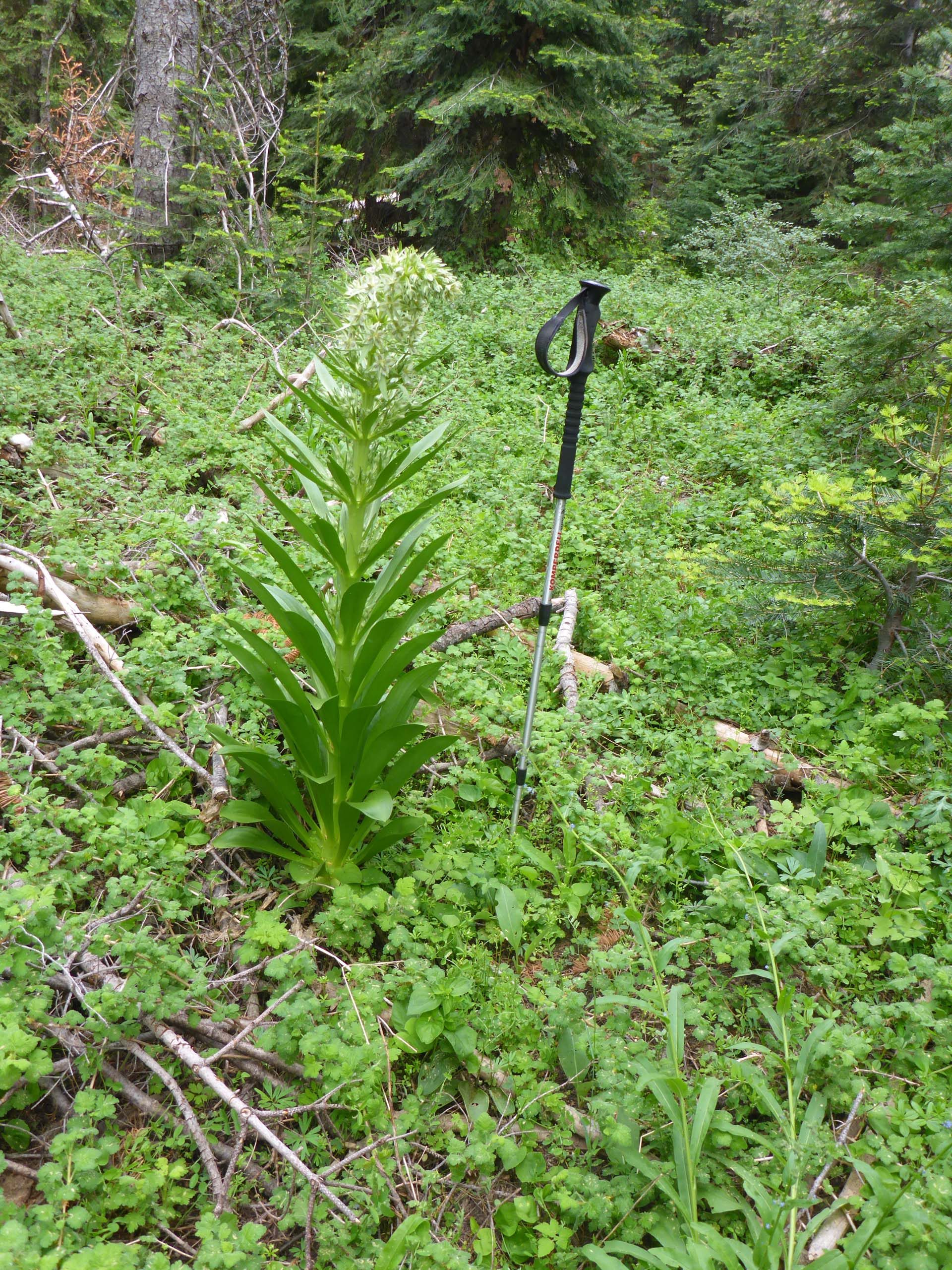 Monument plant. D. Burk.