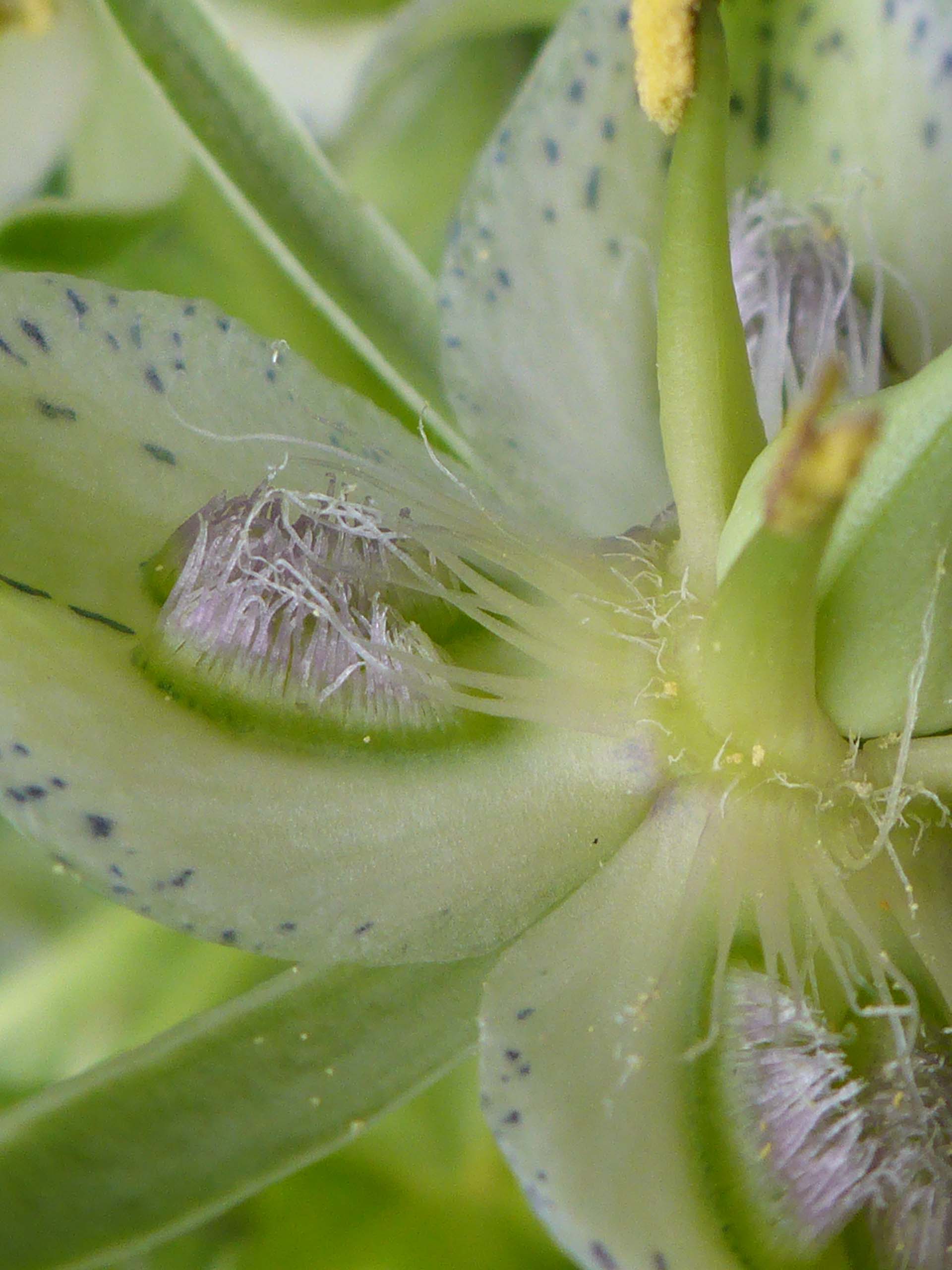 Close-up of nectary pits on petals of monument plant flower. D. Burk.