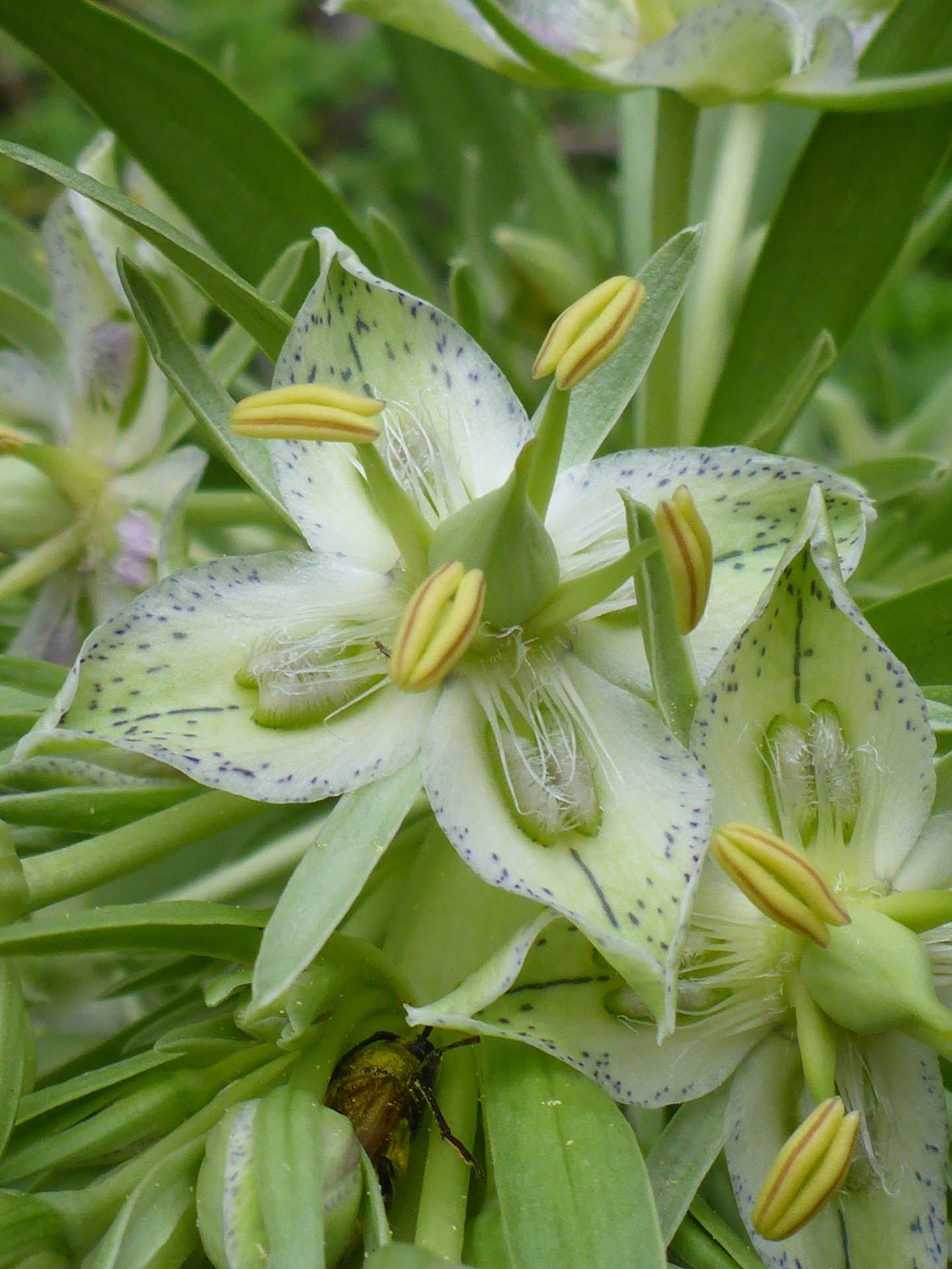 Monumant plant close-up. D. Burk.