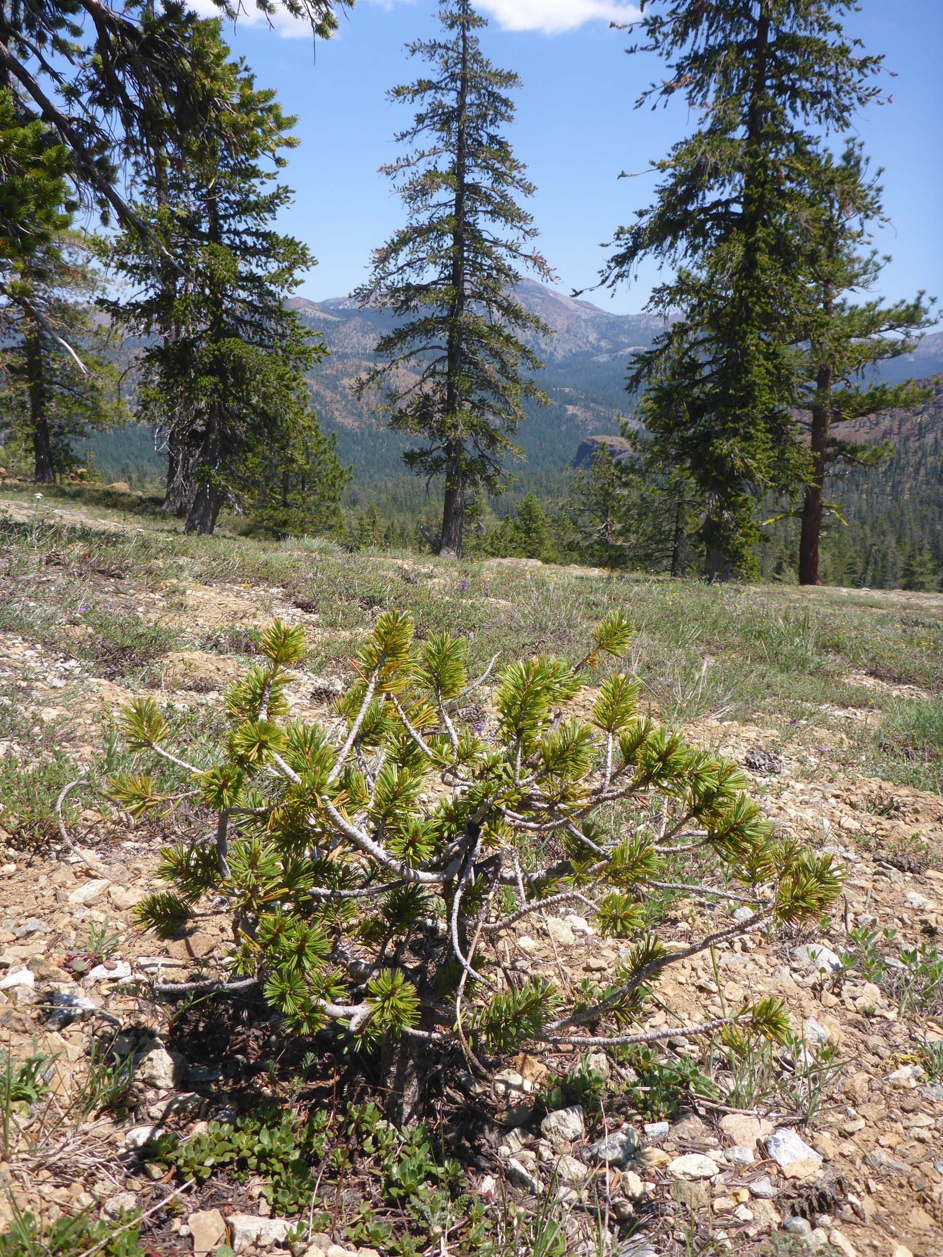 Foxtail pines. D. Burk.