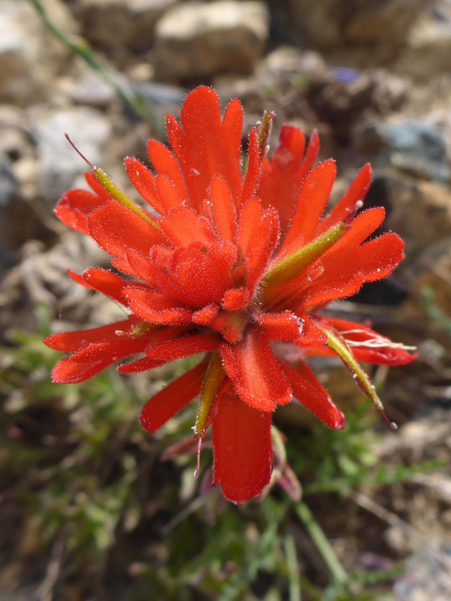 Close-up of wavy-leaved Indian-paintbrush. D. Burk.