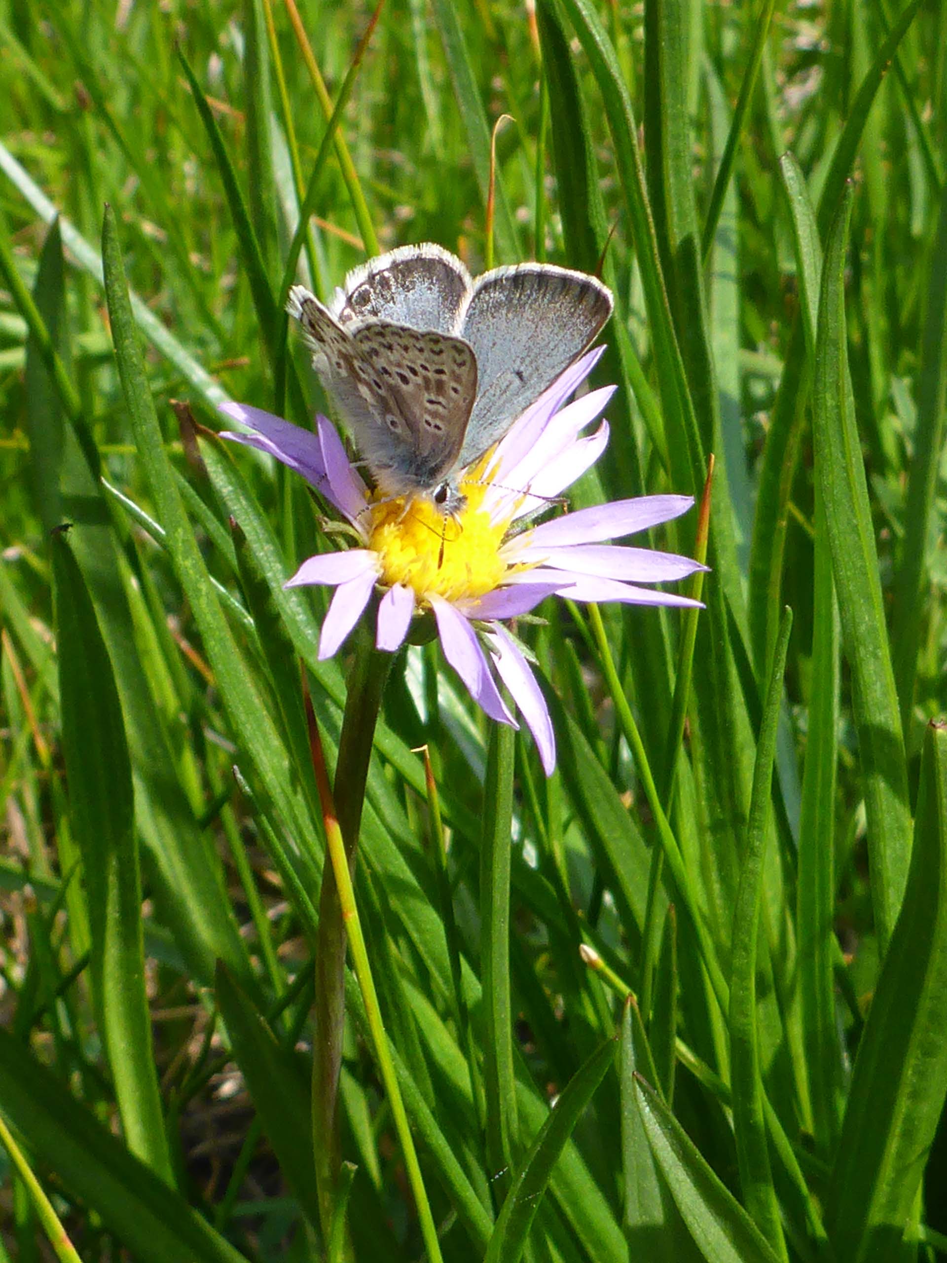 Tundra aster and butterfly at High Camp. D. Burk.