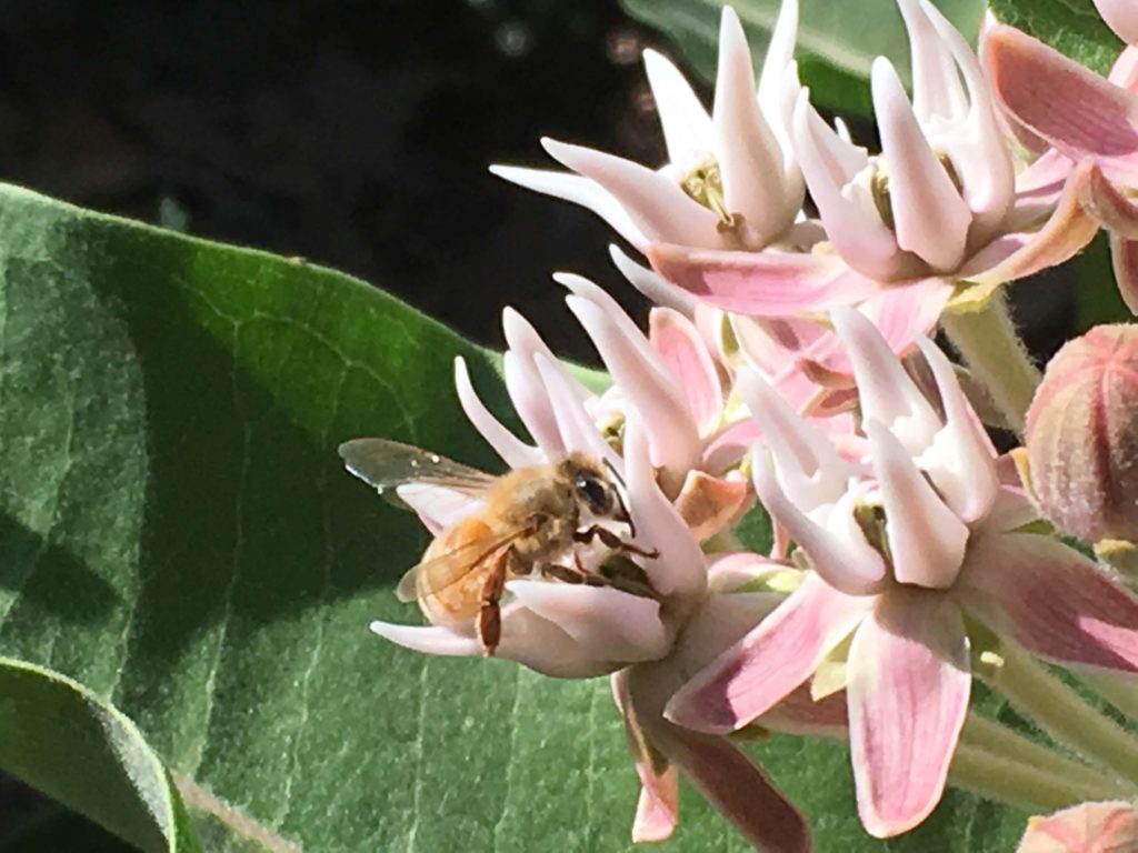 Bee on showy milkweed. MA McCrary.