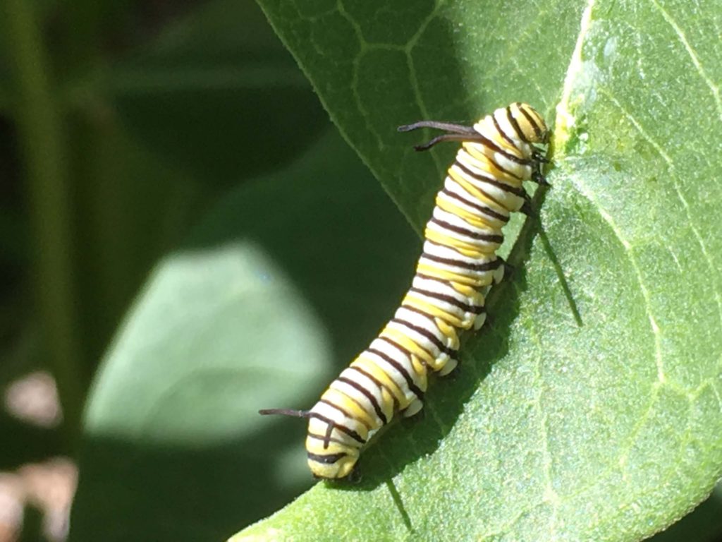 Caterpillar on showy milkweed. MA McCrary.