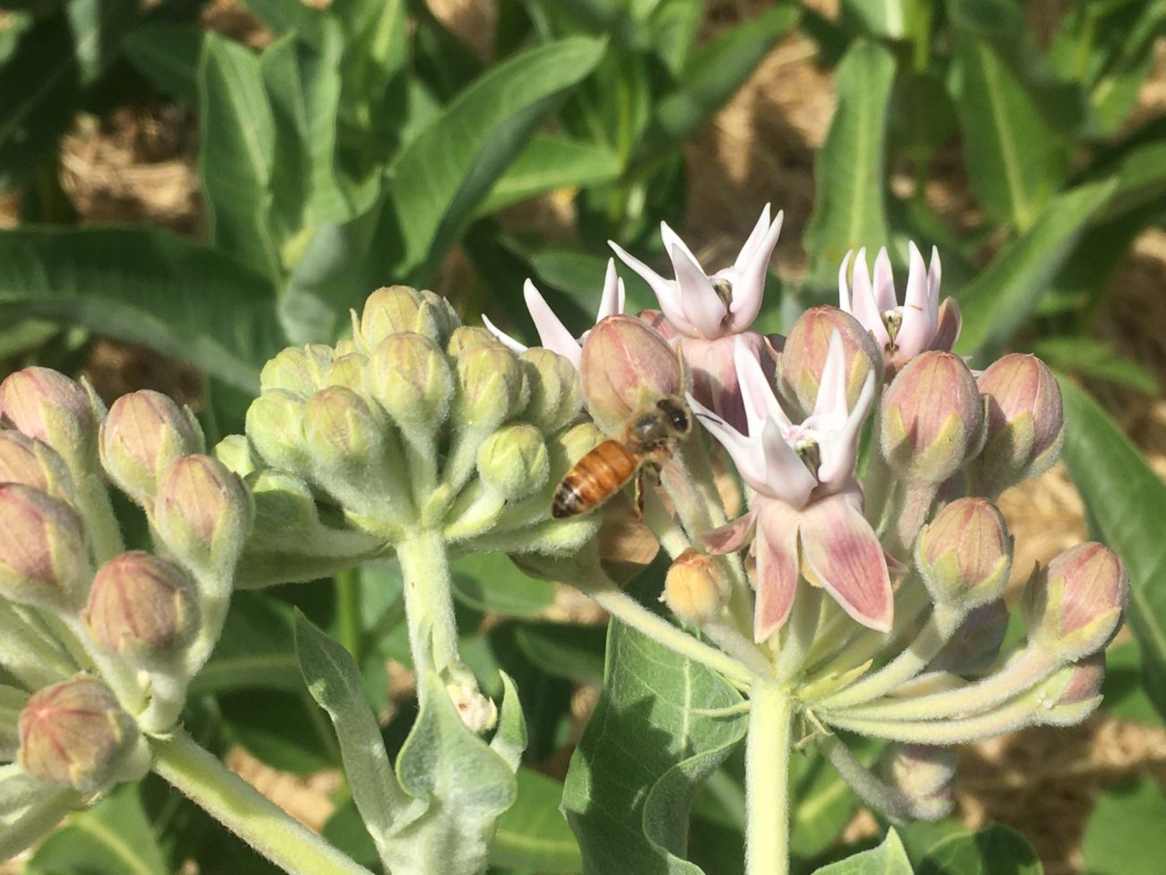 Bee on showy milkweed. MA McCrary.