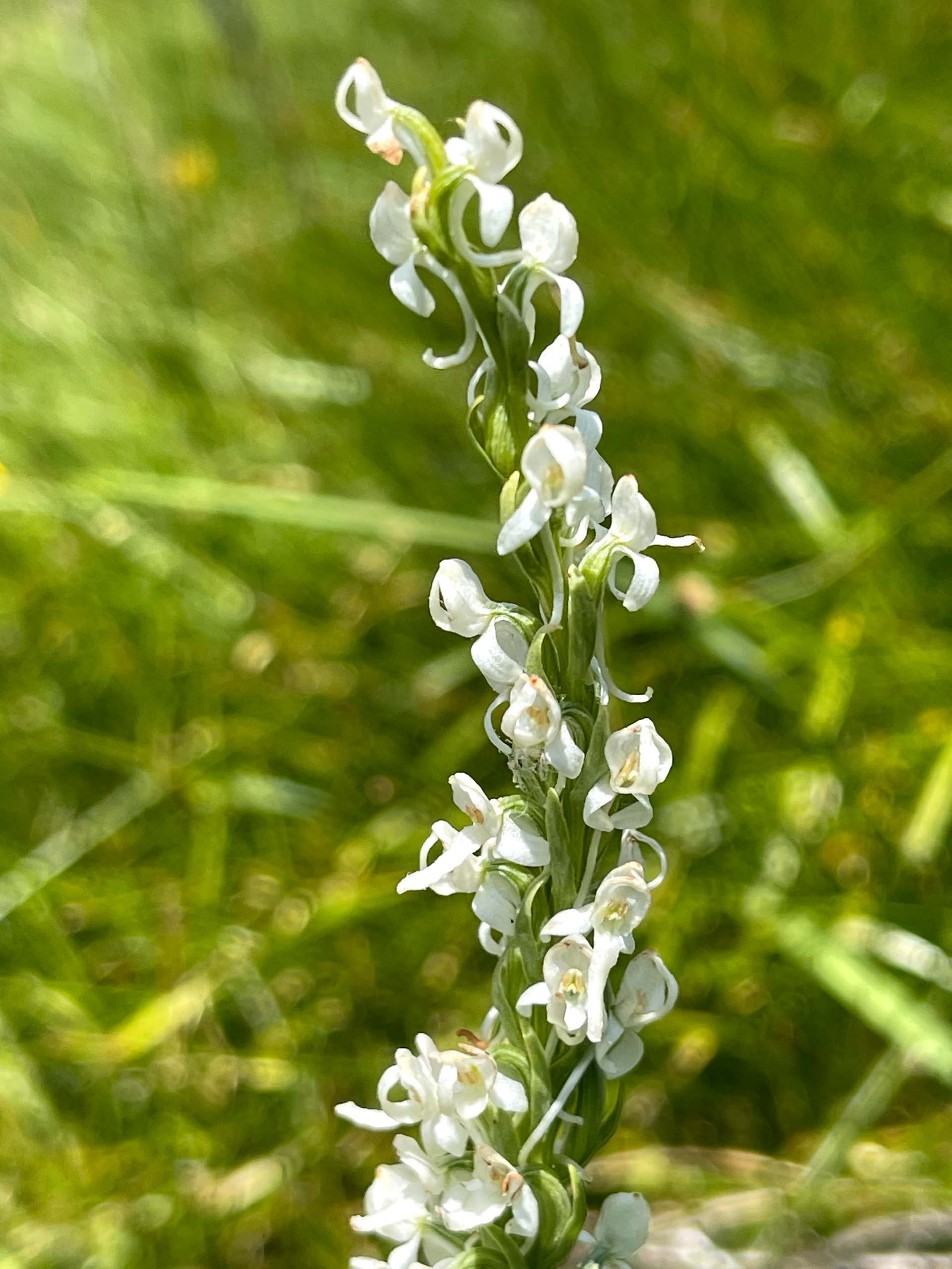 White bog orchid close-up. C. Harvey.