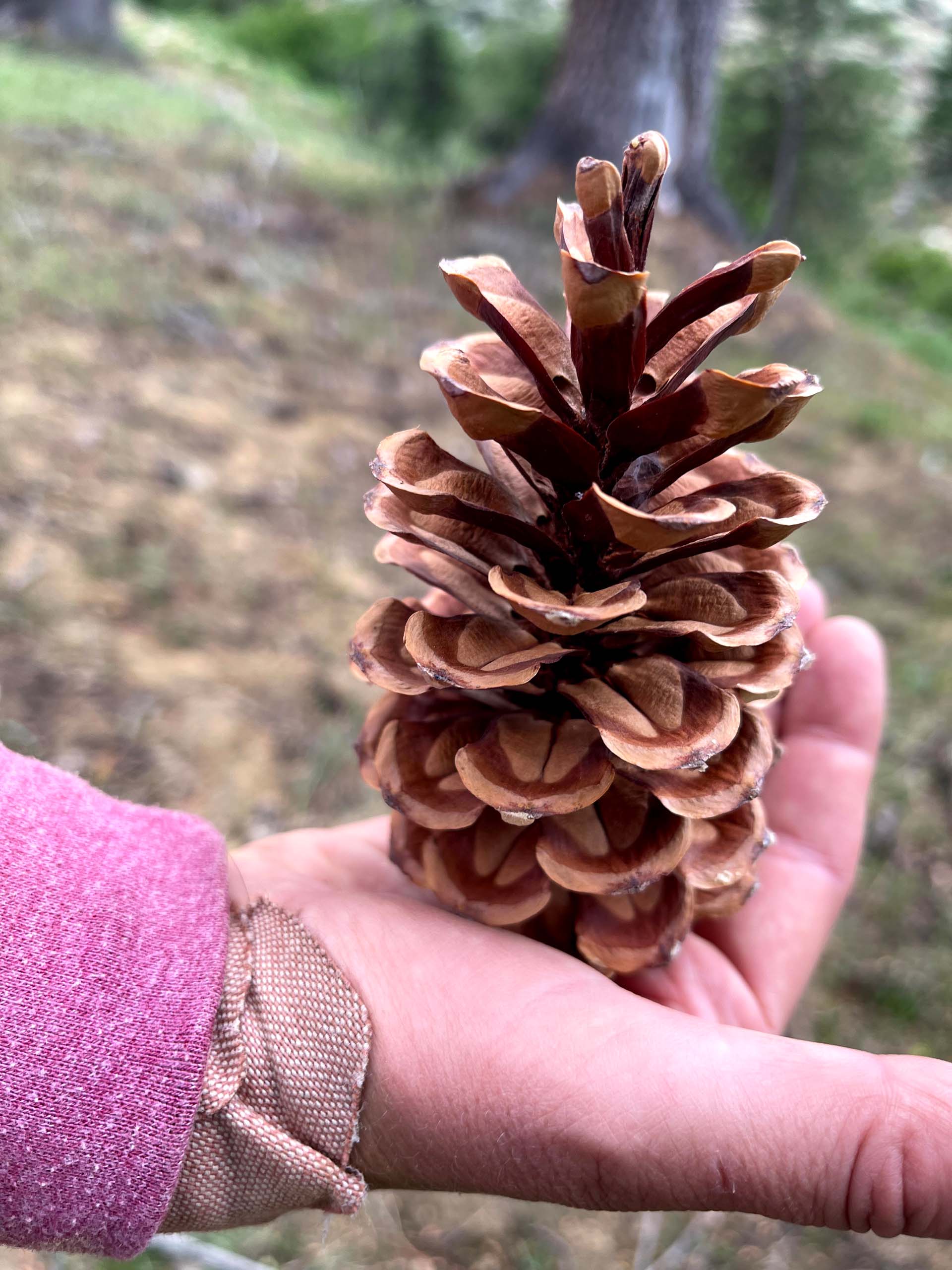Western white pine cone. C. Harvey.