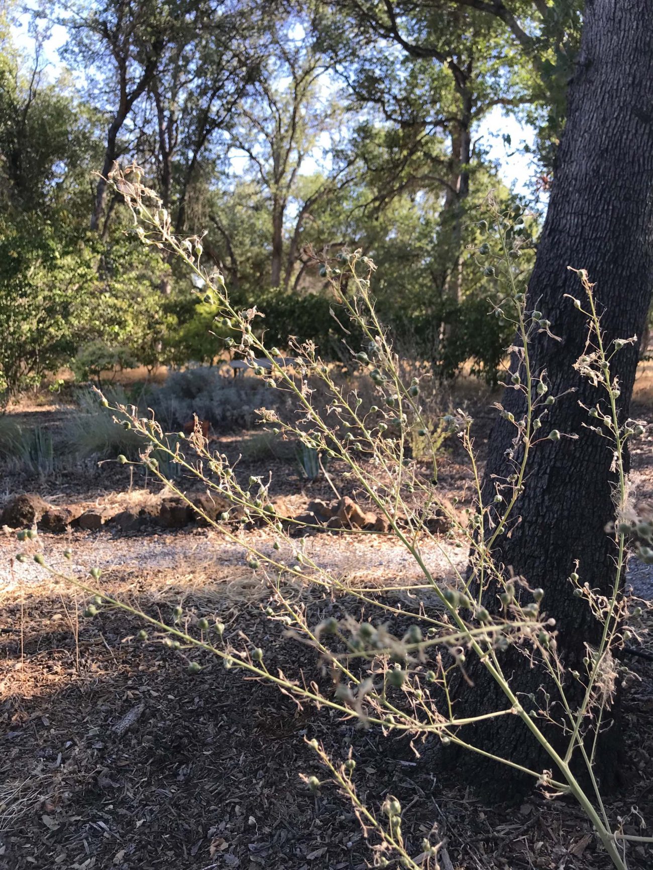 Wavy-leaved soaproot in seed. S. Libonati-Barnes.