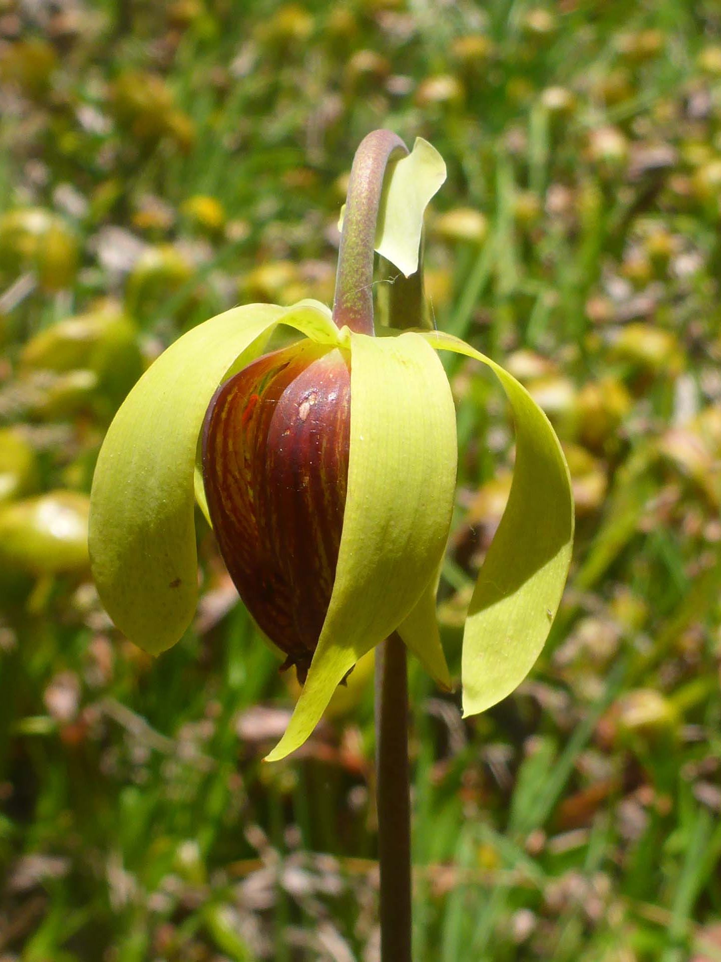 California pitcherplant flower. D. Burk.