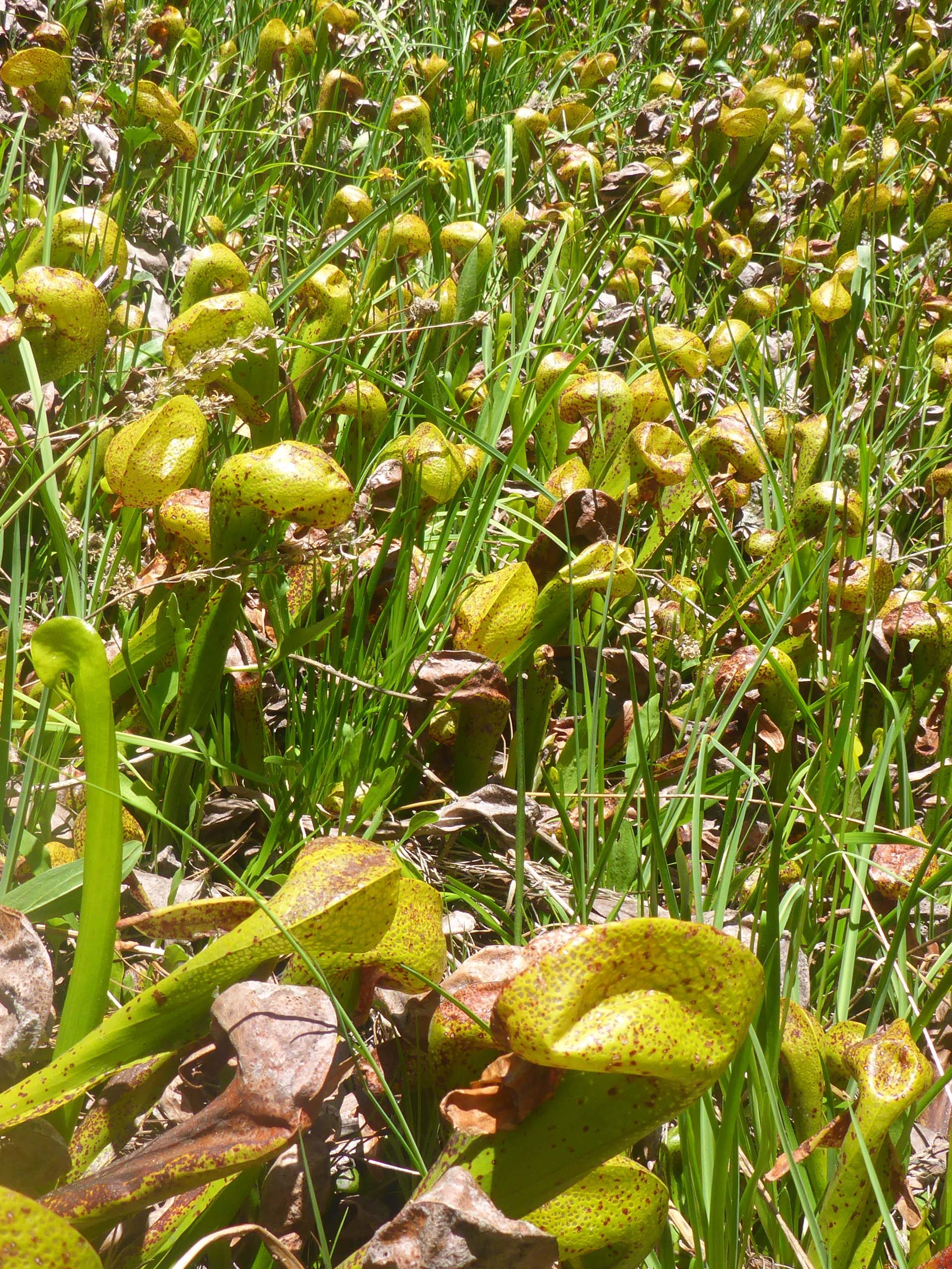 California pitcherplant. D. Burk.
