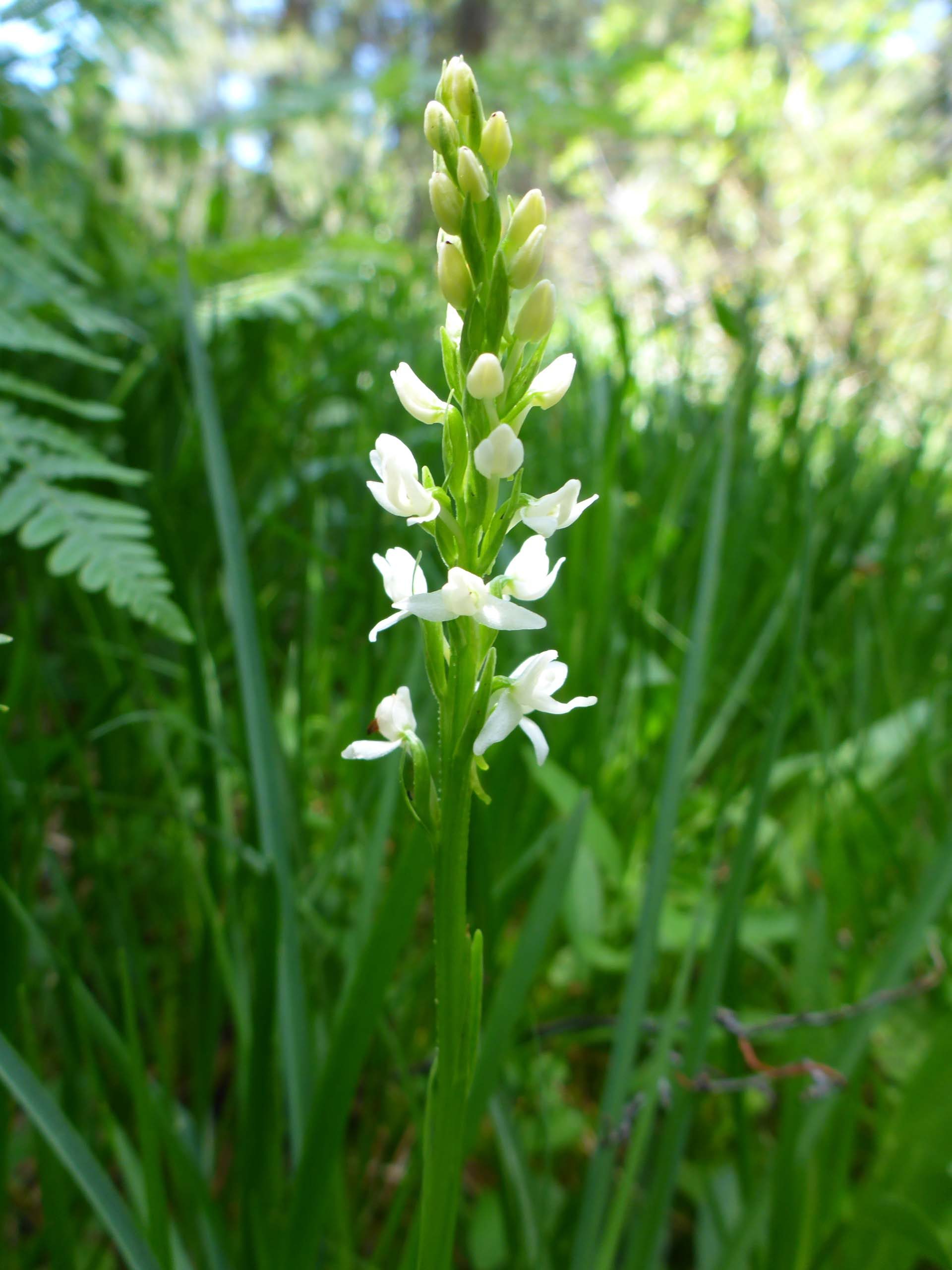 White bog orchid. D. Burk.