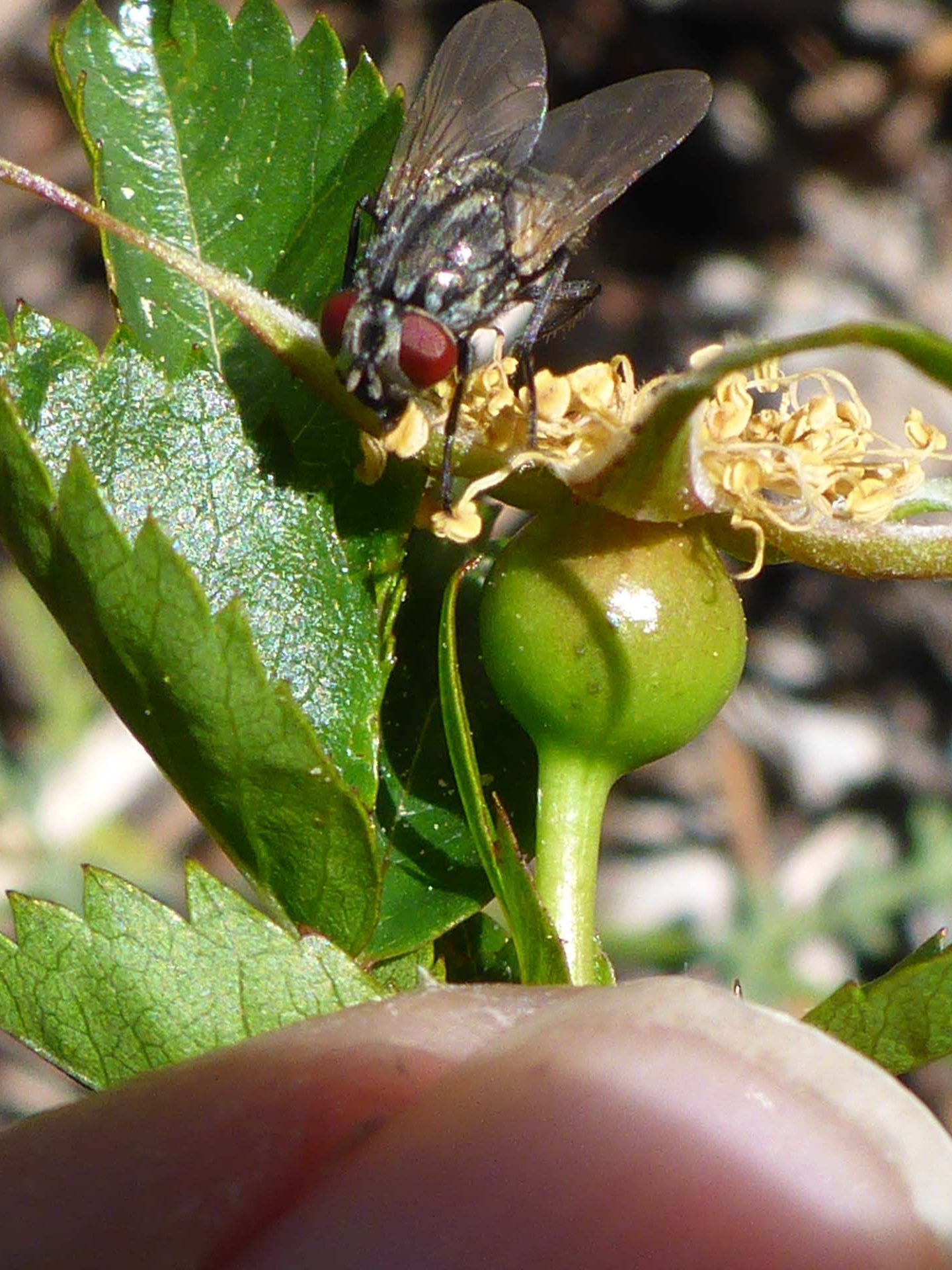 Woods' rose hip and fly. D. Burk.