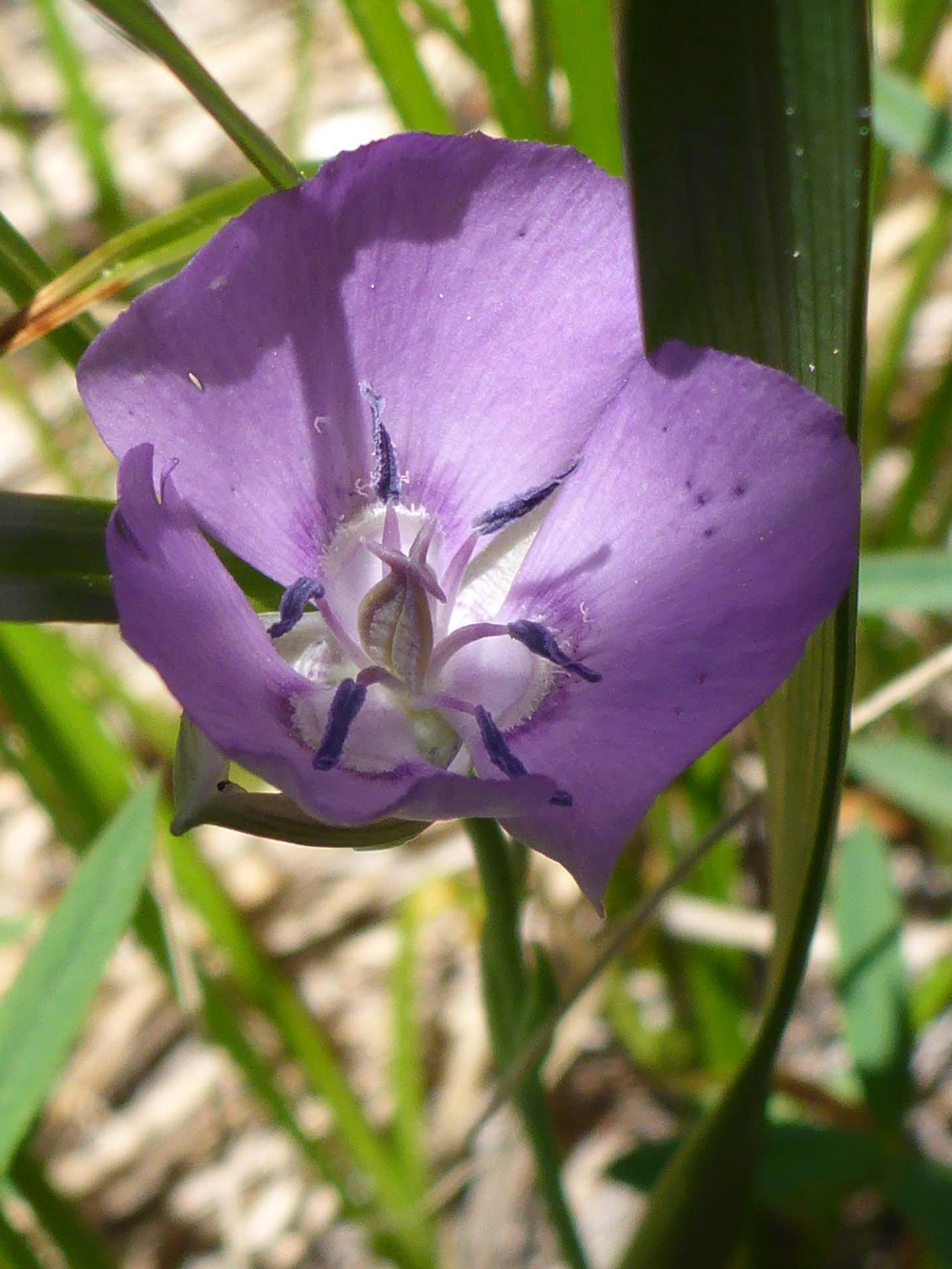 Naked star-tulip close-up. D. Burk.
