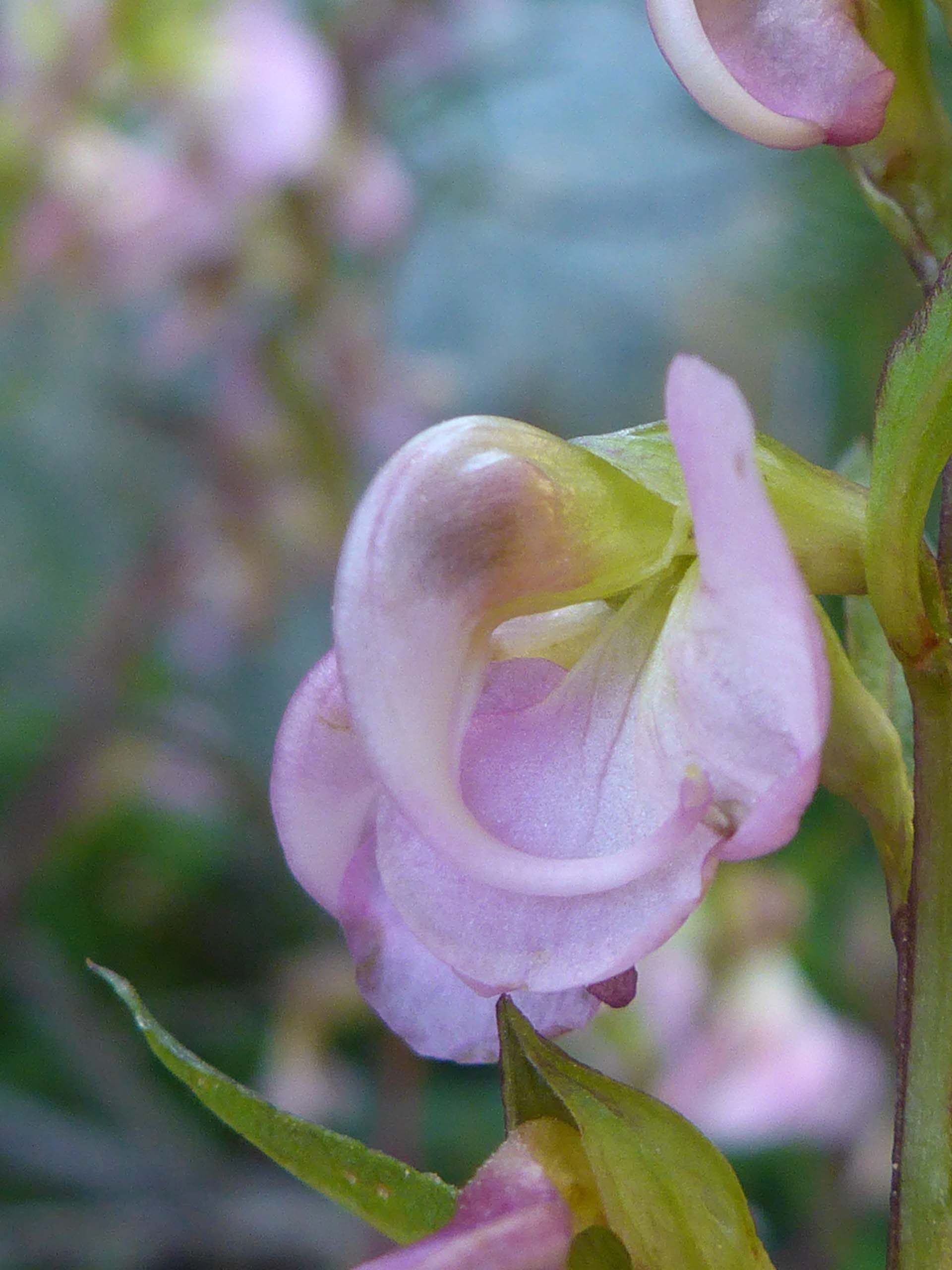 Leafy lousewort close-up. D. Burk.
