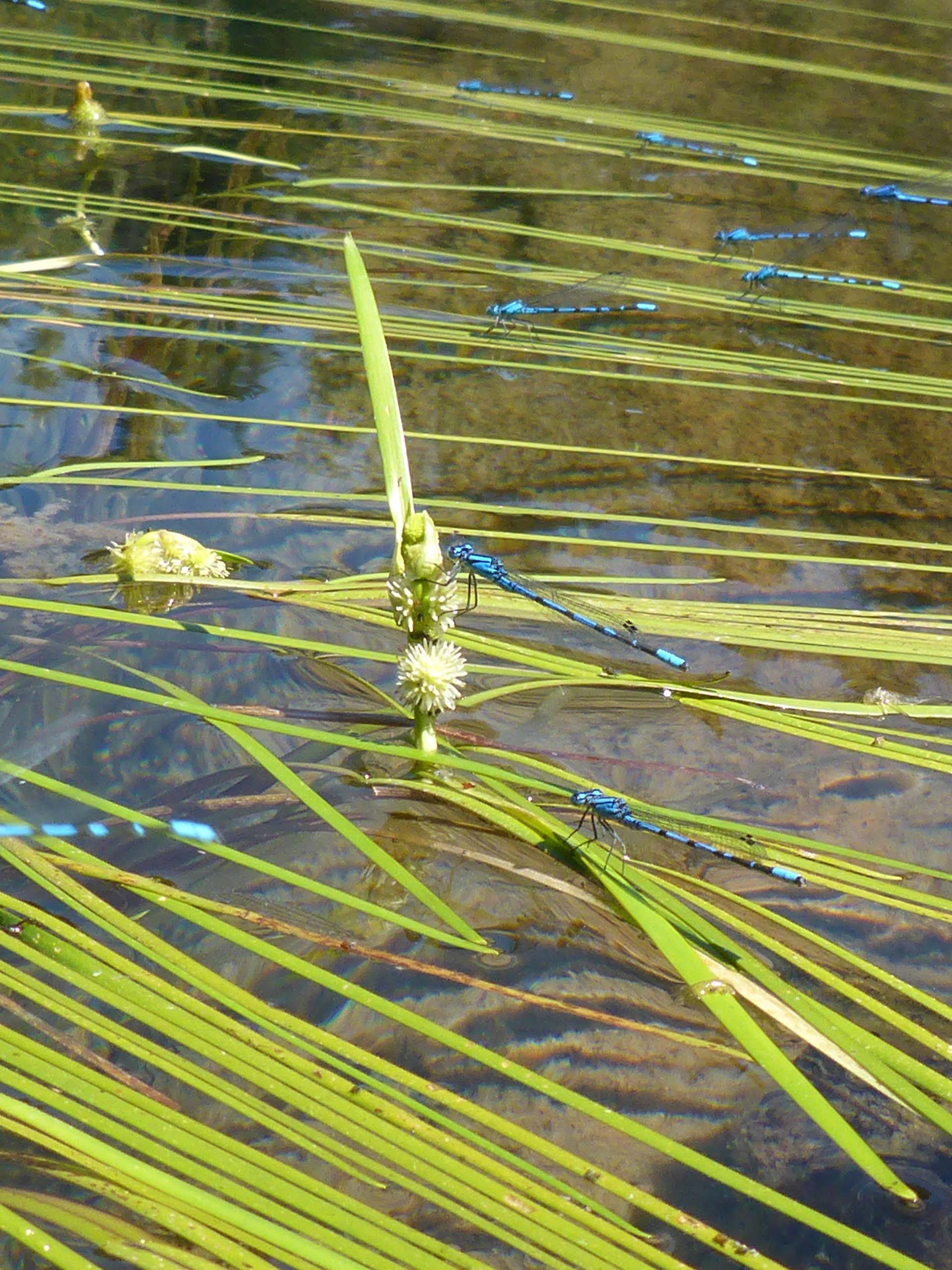 Pond damselflies on narrow-leaved bur-reed. D. Burk.