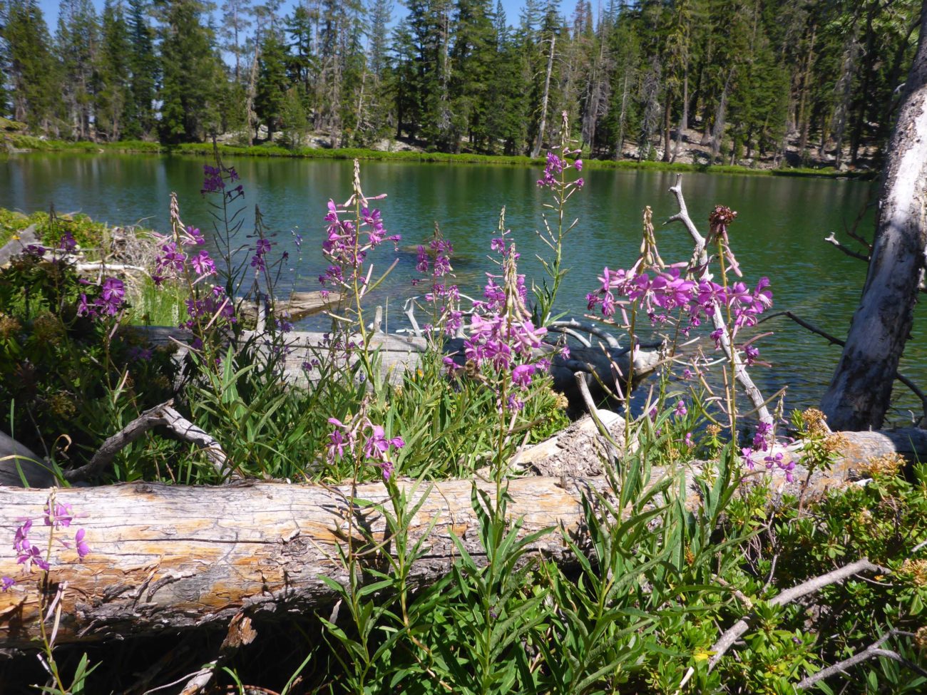 Fireweed and Lower West Park Lake. D. Burk.