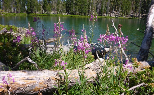 Fireweed and Lower West Park Lake. D. Burk.