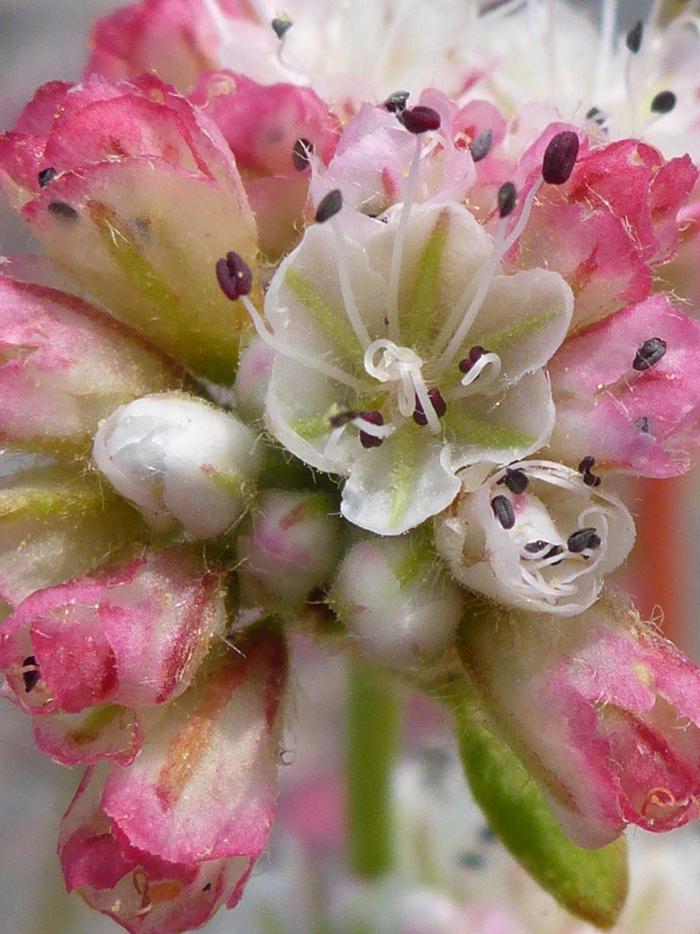 Pyrola-leaved buckwheat close-up. D. Burk