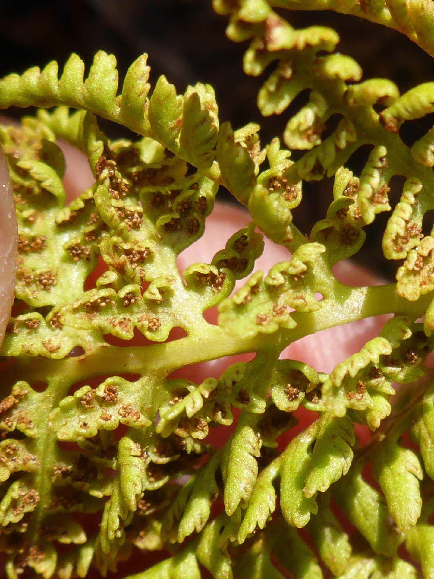 Alpine lady fern spores. D. Burk.