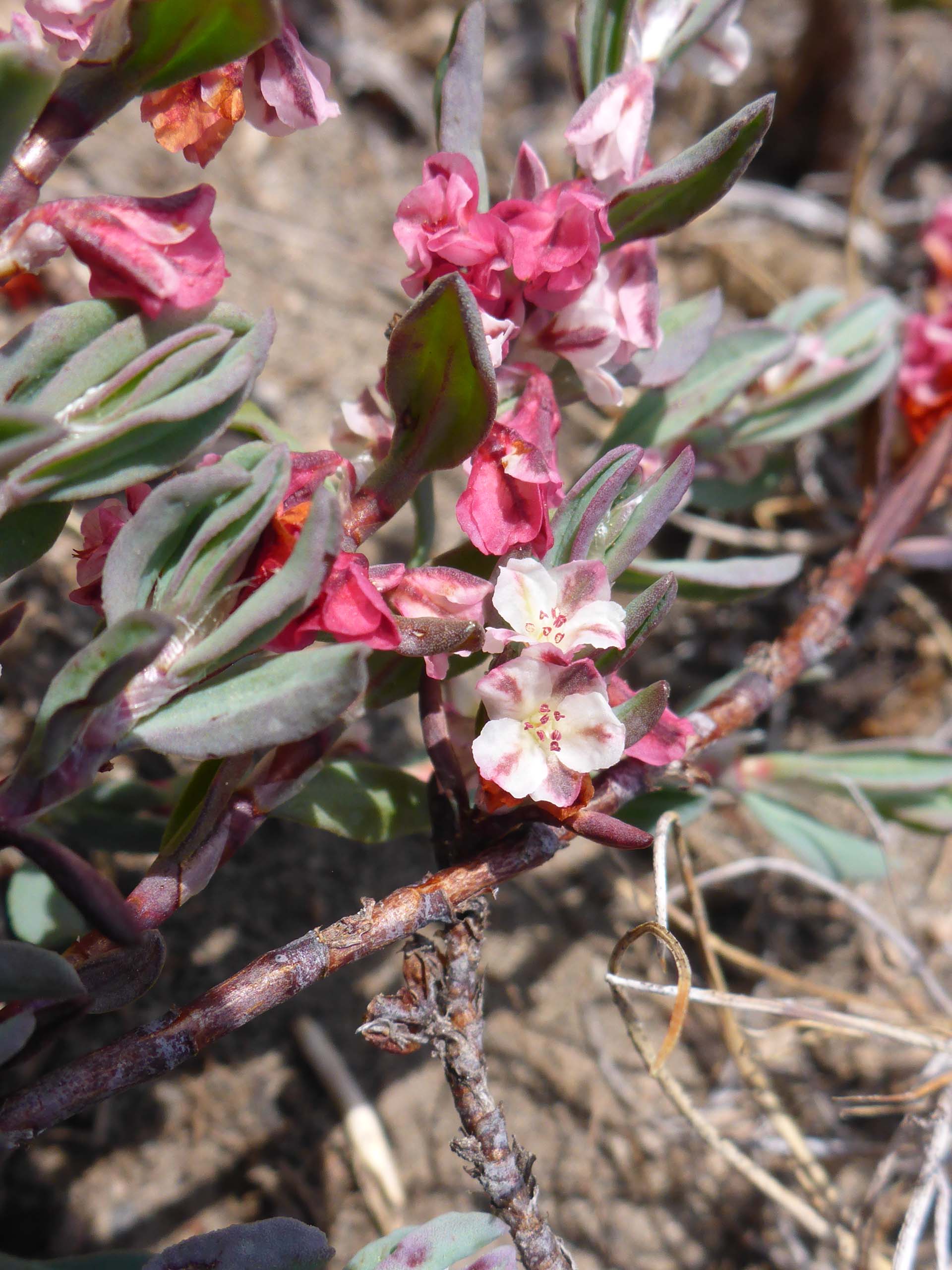 Close-up of Shasta knotweed. D. Burk.