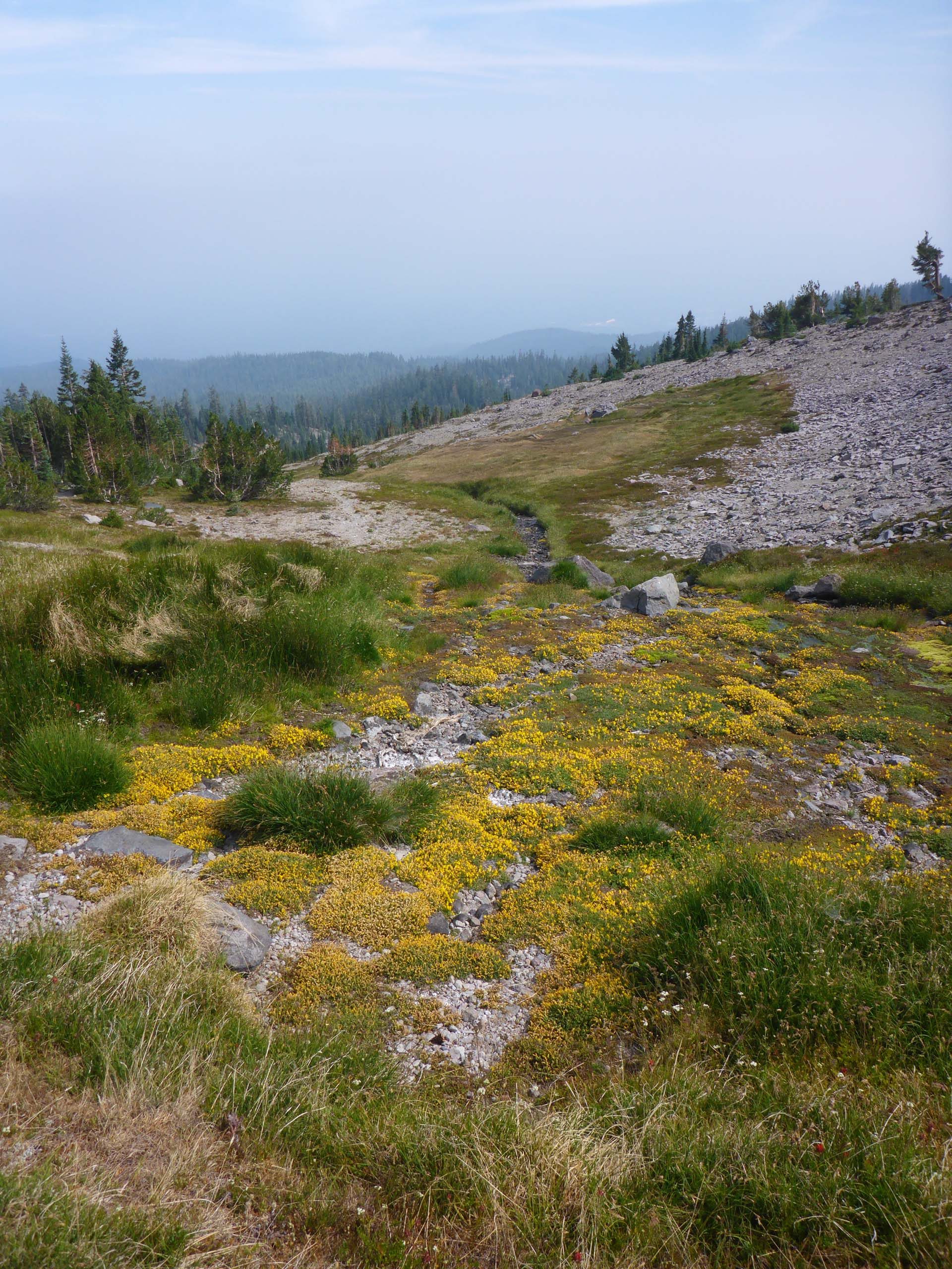 Tiling's monkeyflower at the headwaters of the stream to South Gae Meadows. D. Burk.