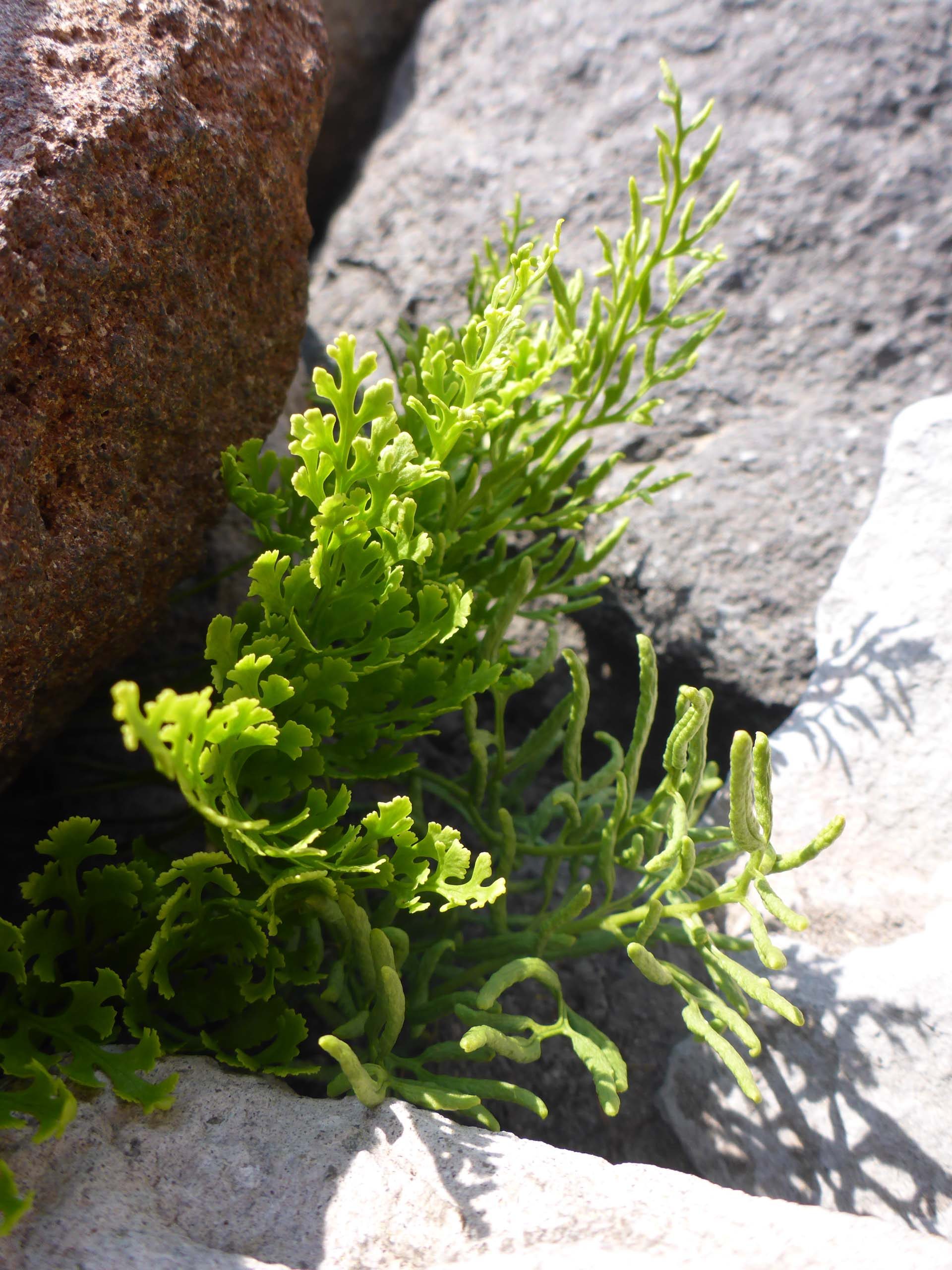 Cascade parsley fern. D. Burk.