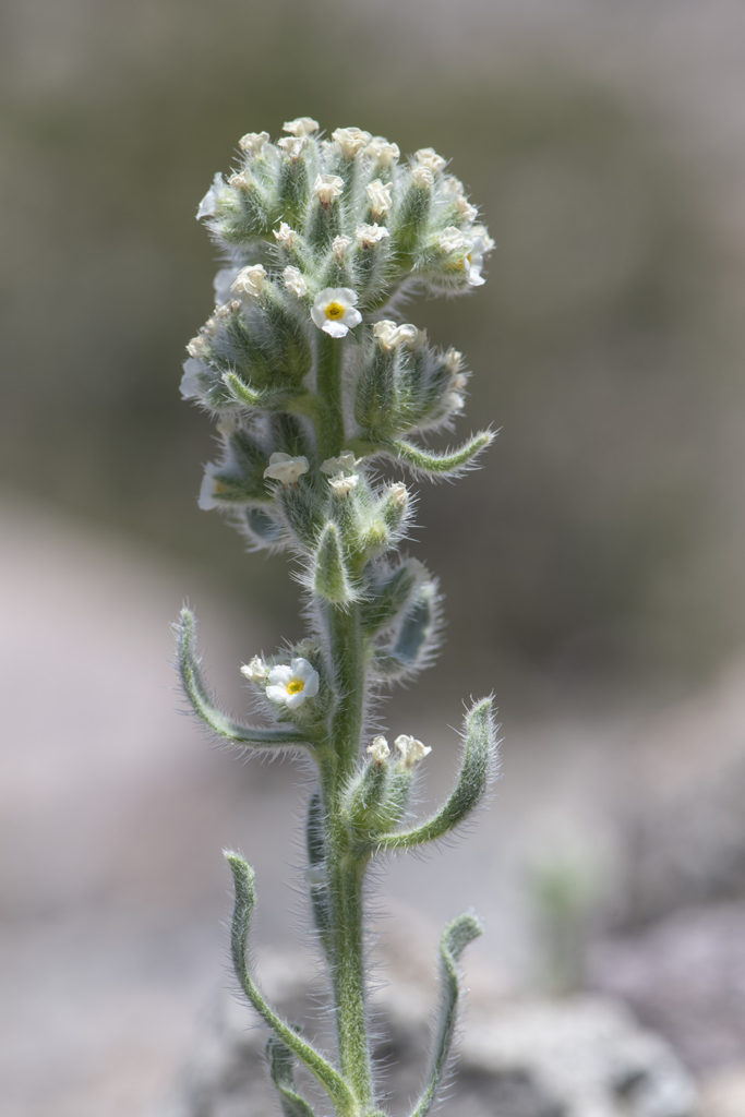 Schoolcraft's cryptantha. G. Lockett.