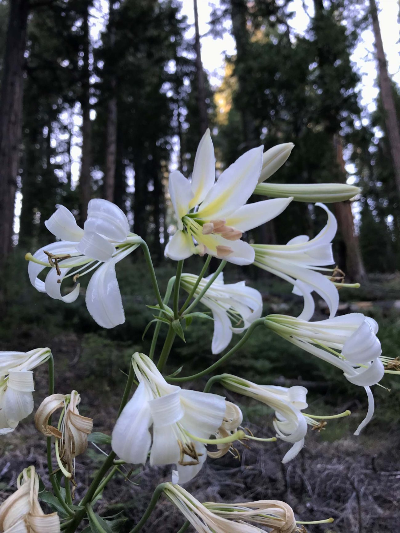 Washington lily. S. Libonati-Barnes.