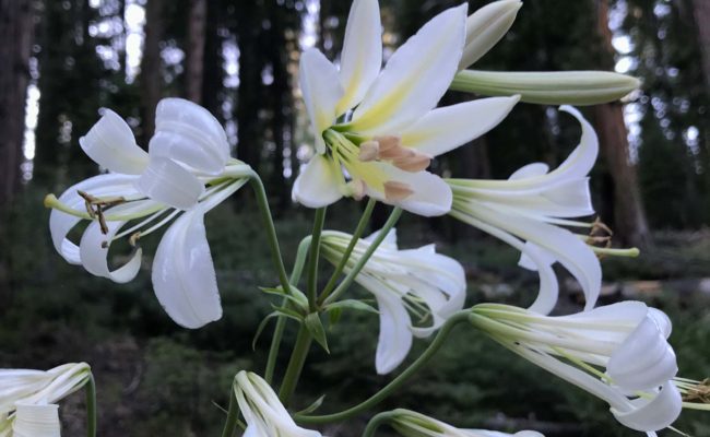 Washington lily. S. Libonati-Barnes.