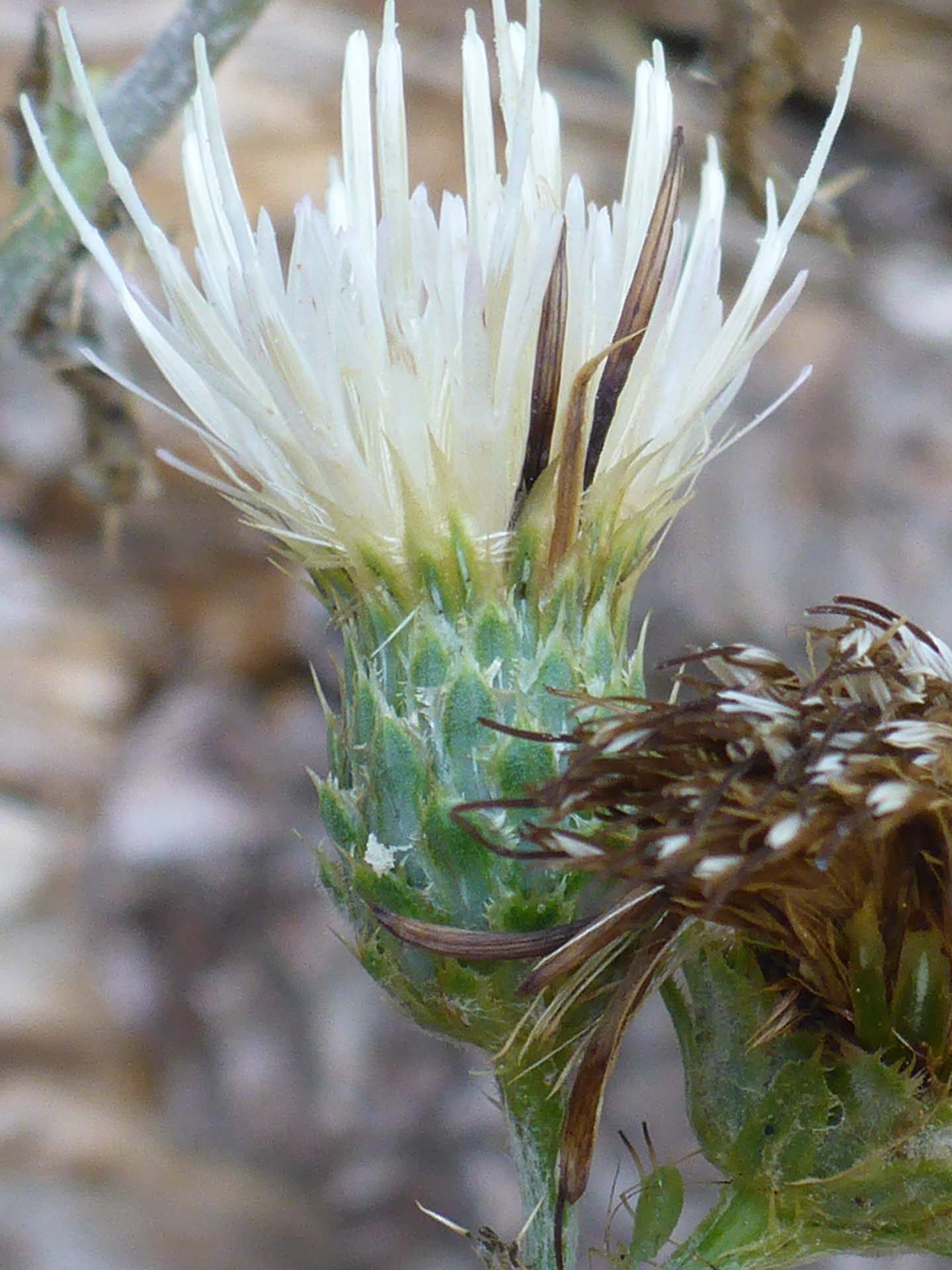 Remote-leaved thistle close-up. D. Burk.
