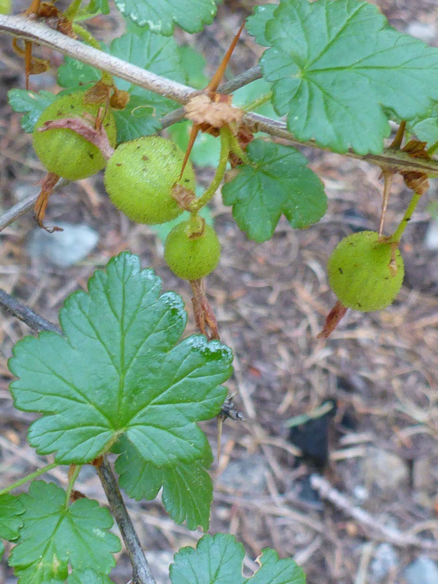 Gummy gooseberry in fruit. D. Burk.
