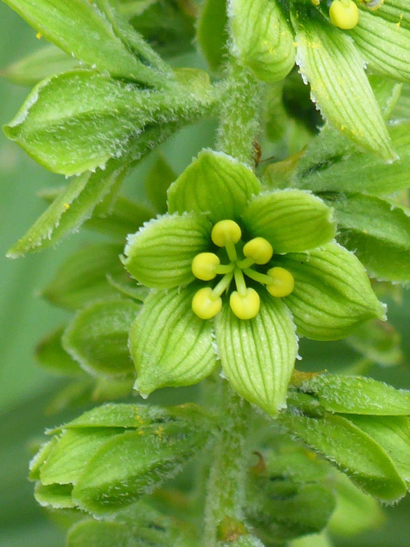 Green corn-lily staminate flower close-up. D. Burk.