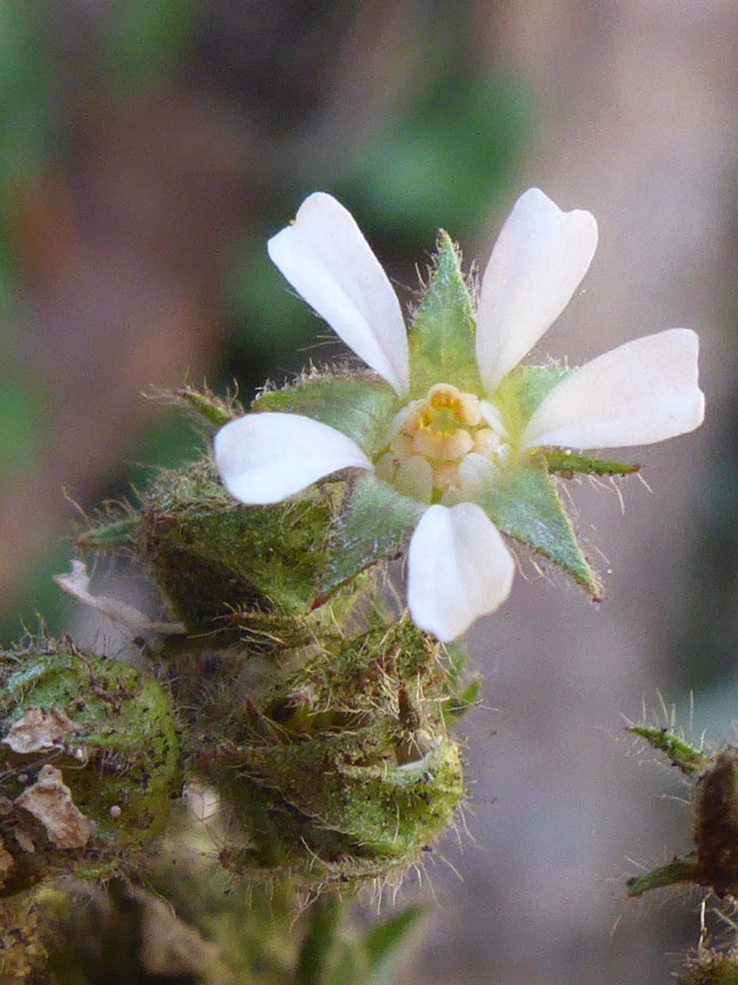 Small-flowered horkelia close-up. D. Burk.