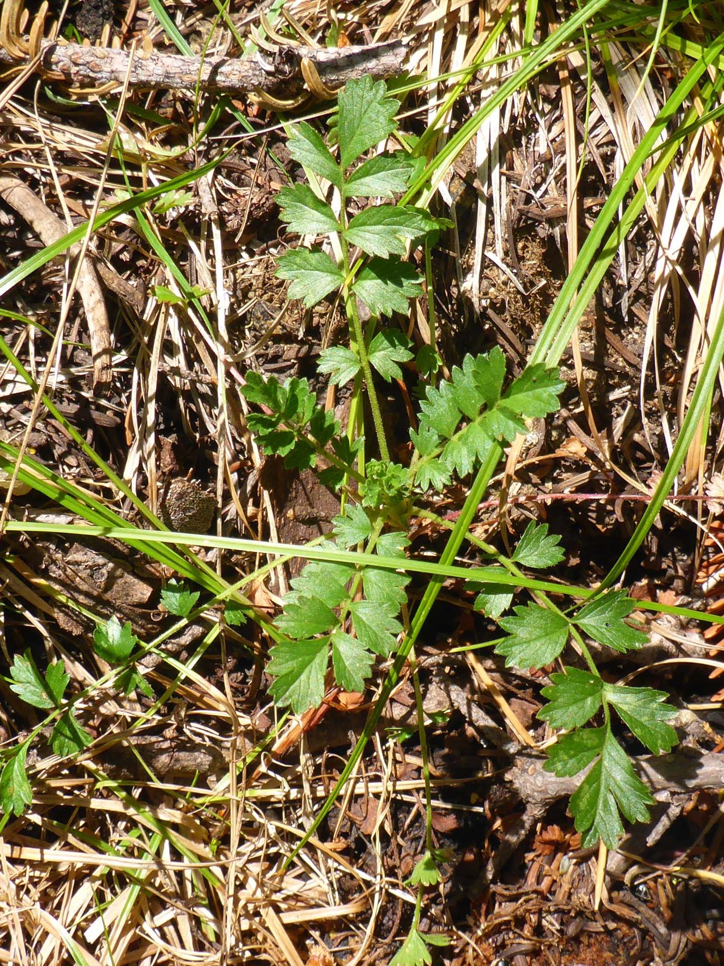 Small-flowered horkelia vewgetative growth. D. Burk.