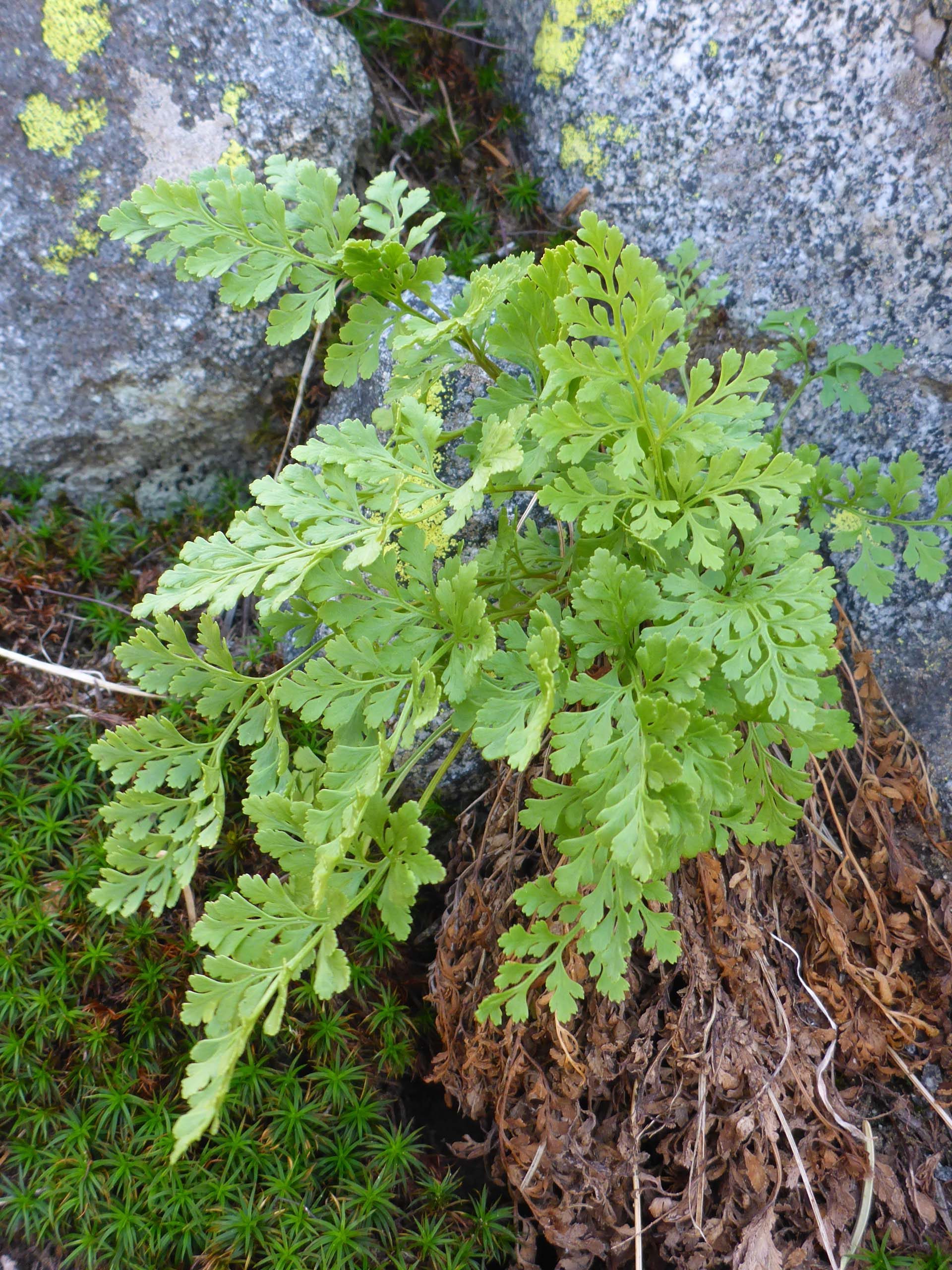 American parsley fern. D. Burk.