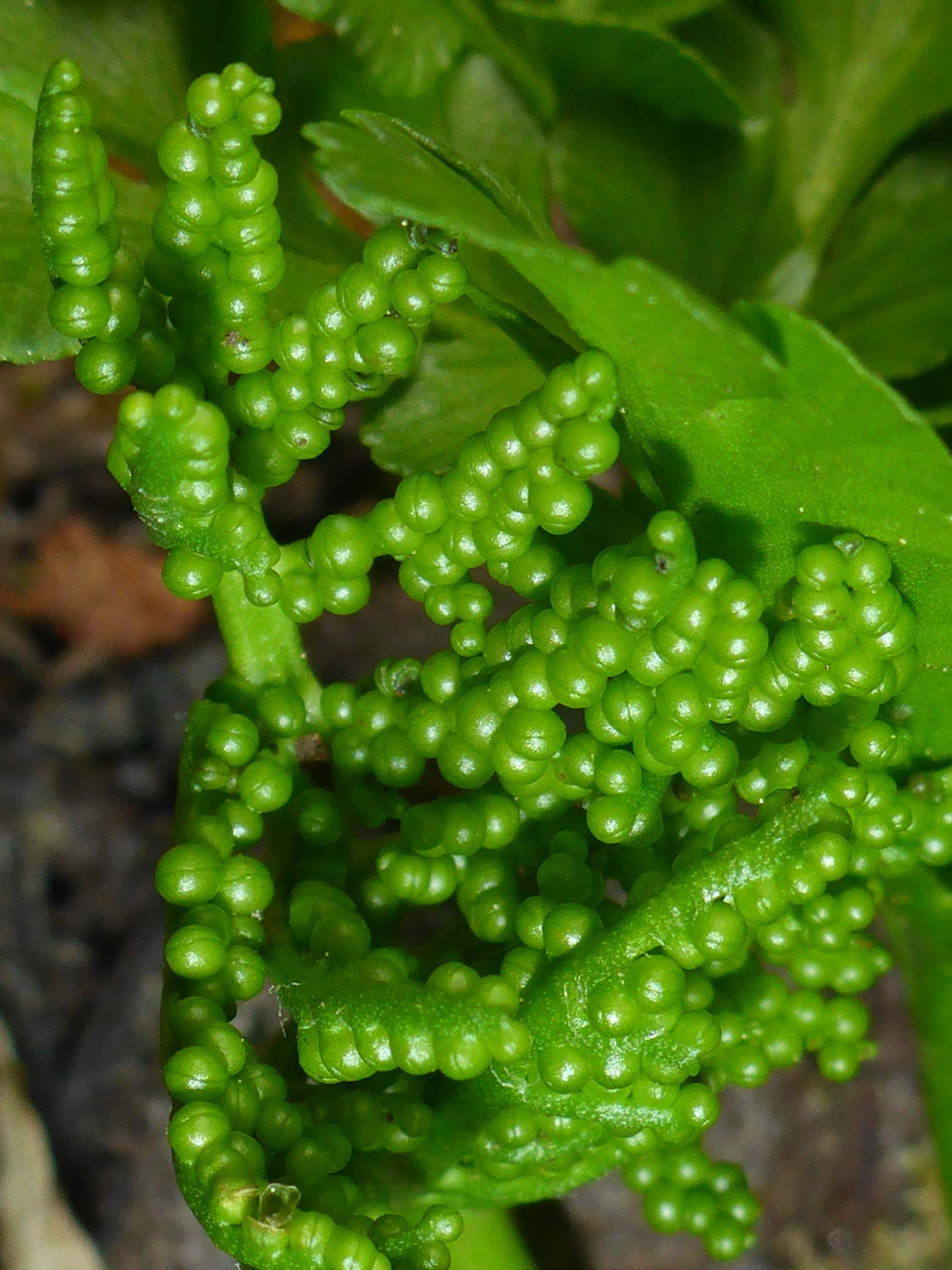 Leather grape fern spore-bearing frond close-up. D. Burk.