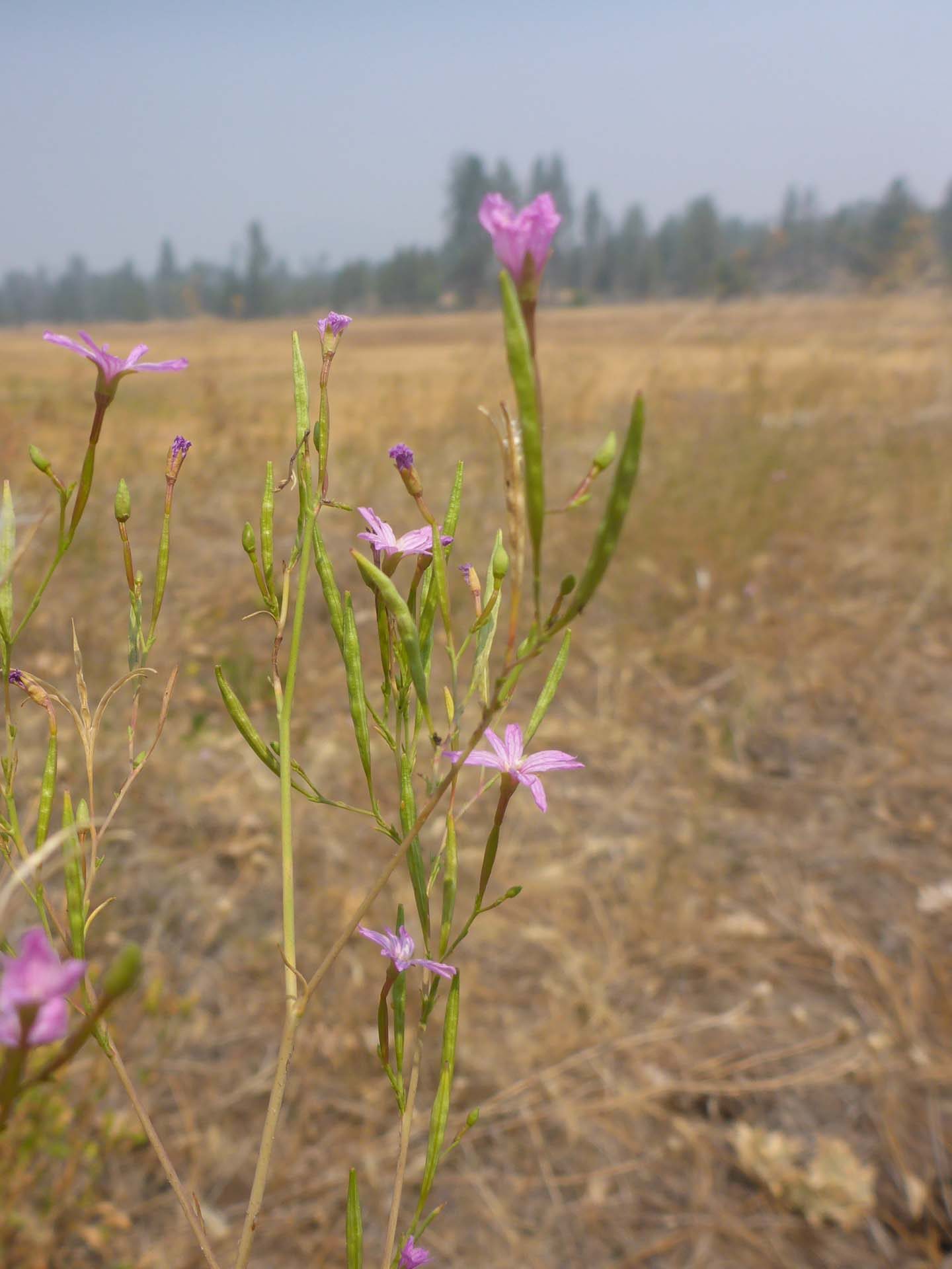 Tall annual willowherb. D. BUrk.