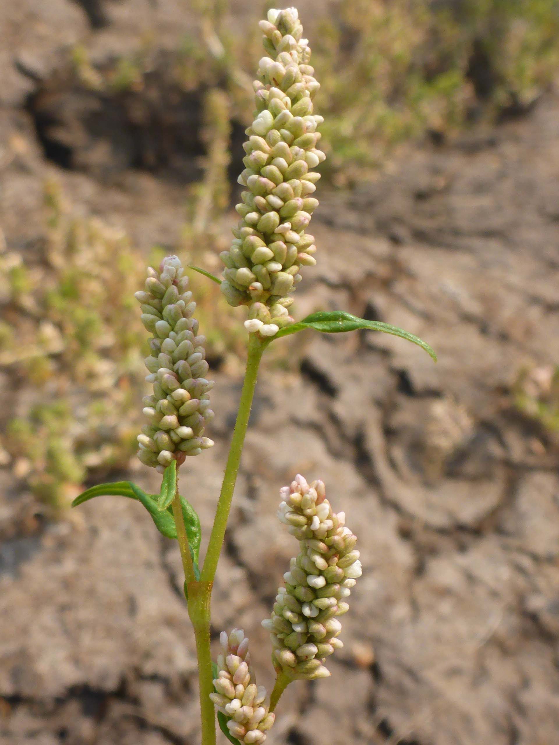 Pinkweed, closer up. D. Burk.