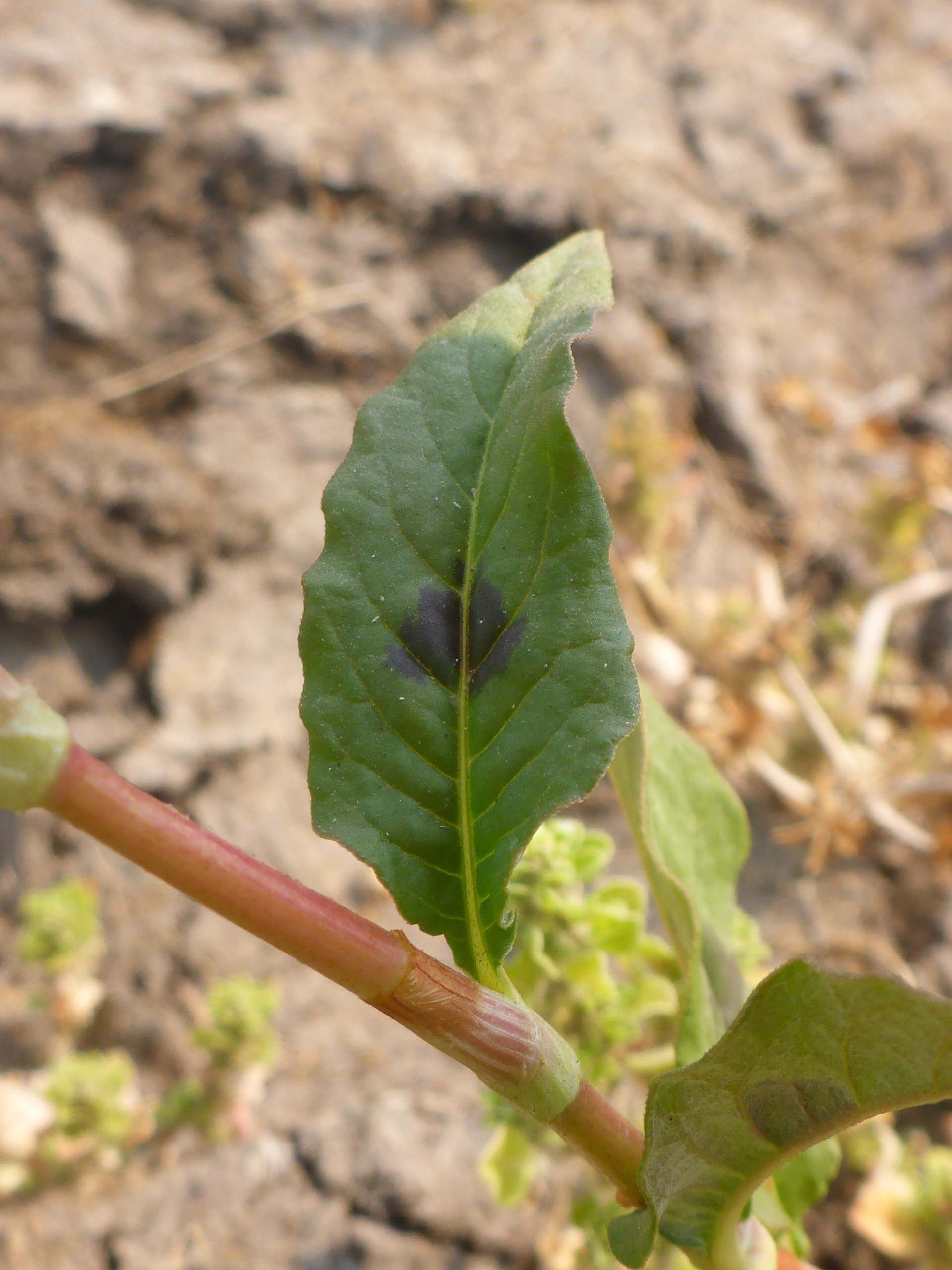 Pinkweed spotted leaf. D. Burk.