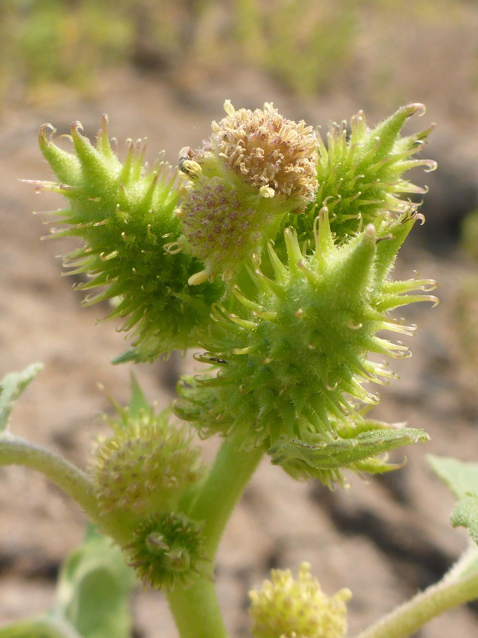 Cocklebur close-up. D. Burk.